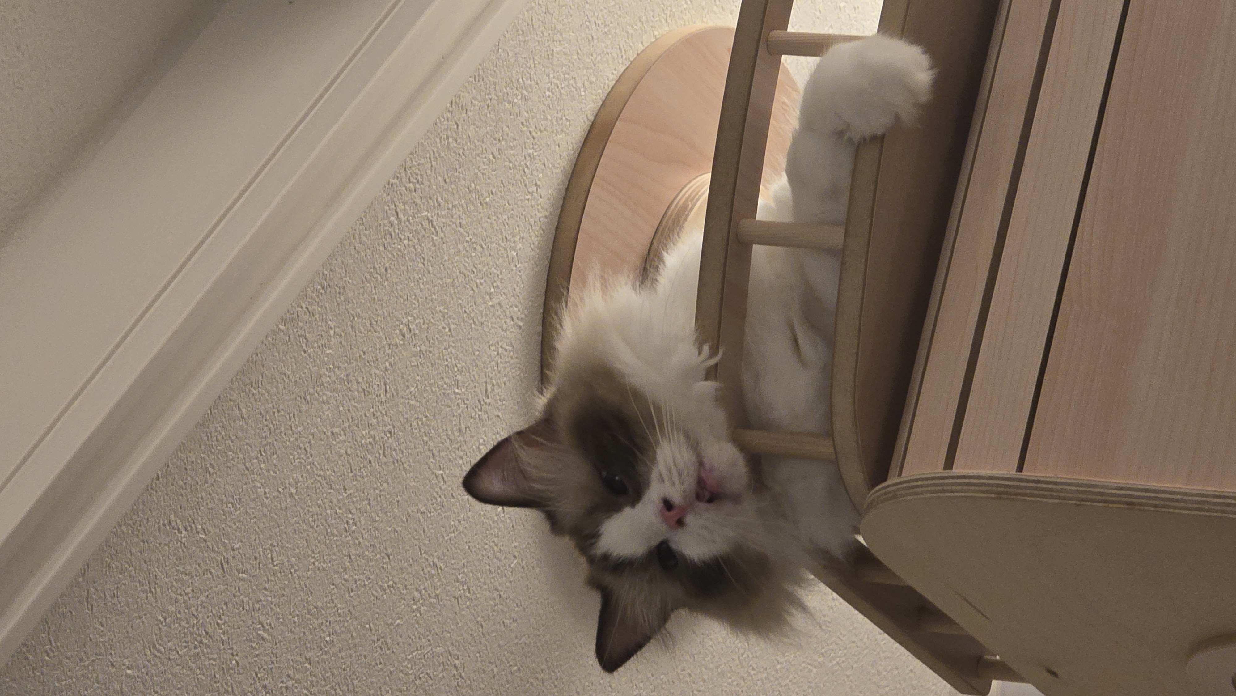 모모가 된 마찌 입양후기에요