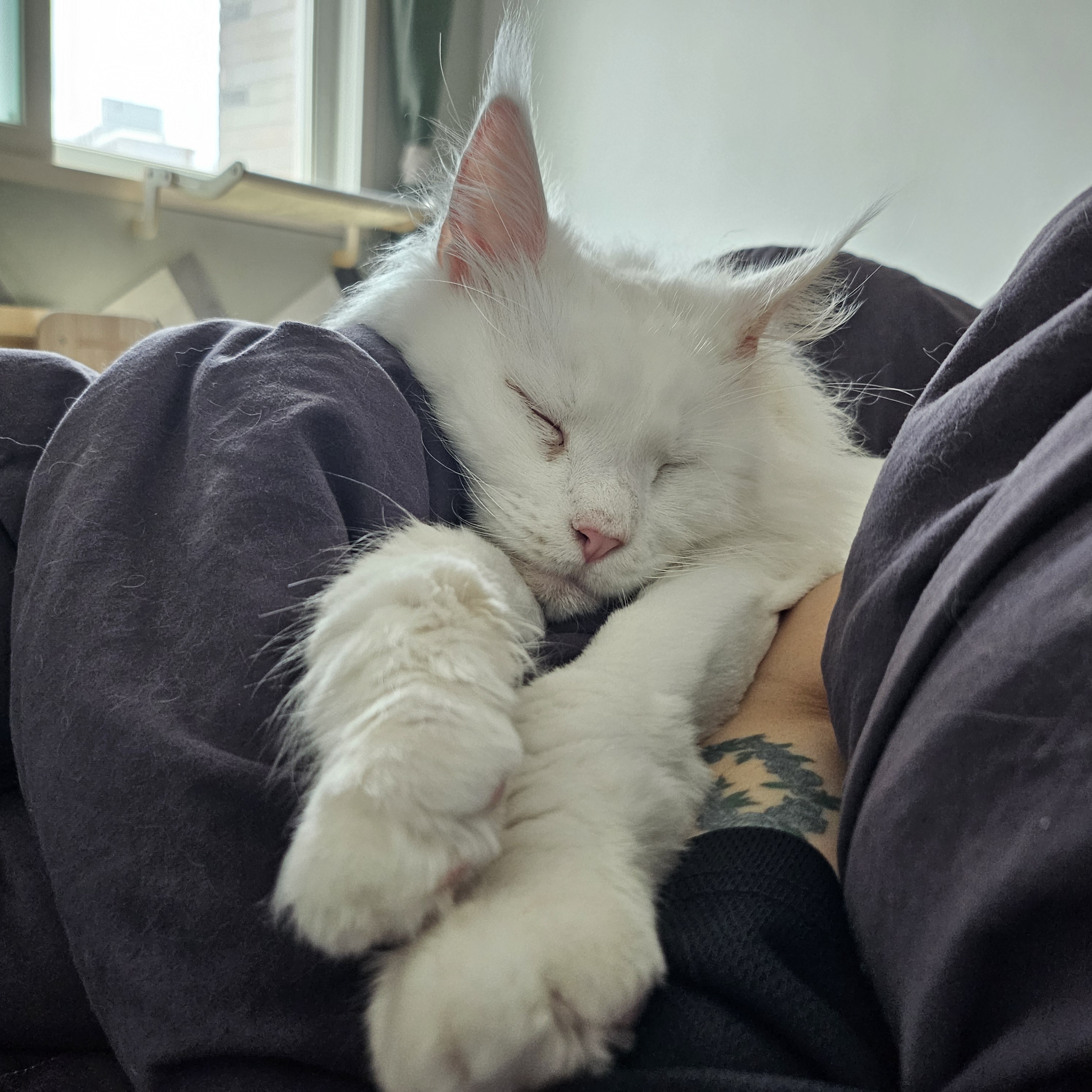 쟈냐깨냐(이순이 모이) 근황