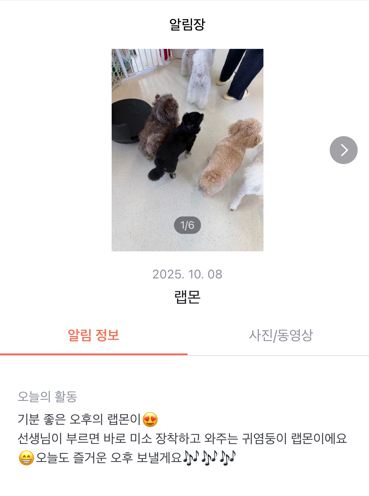 랩몬이 임보4개월차 소식 올립니다~^^