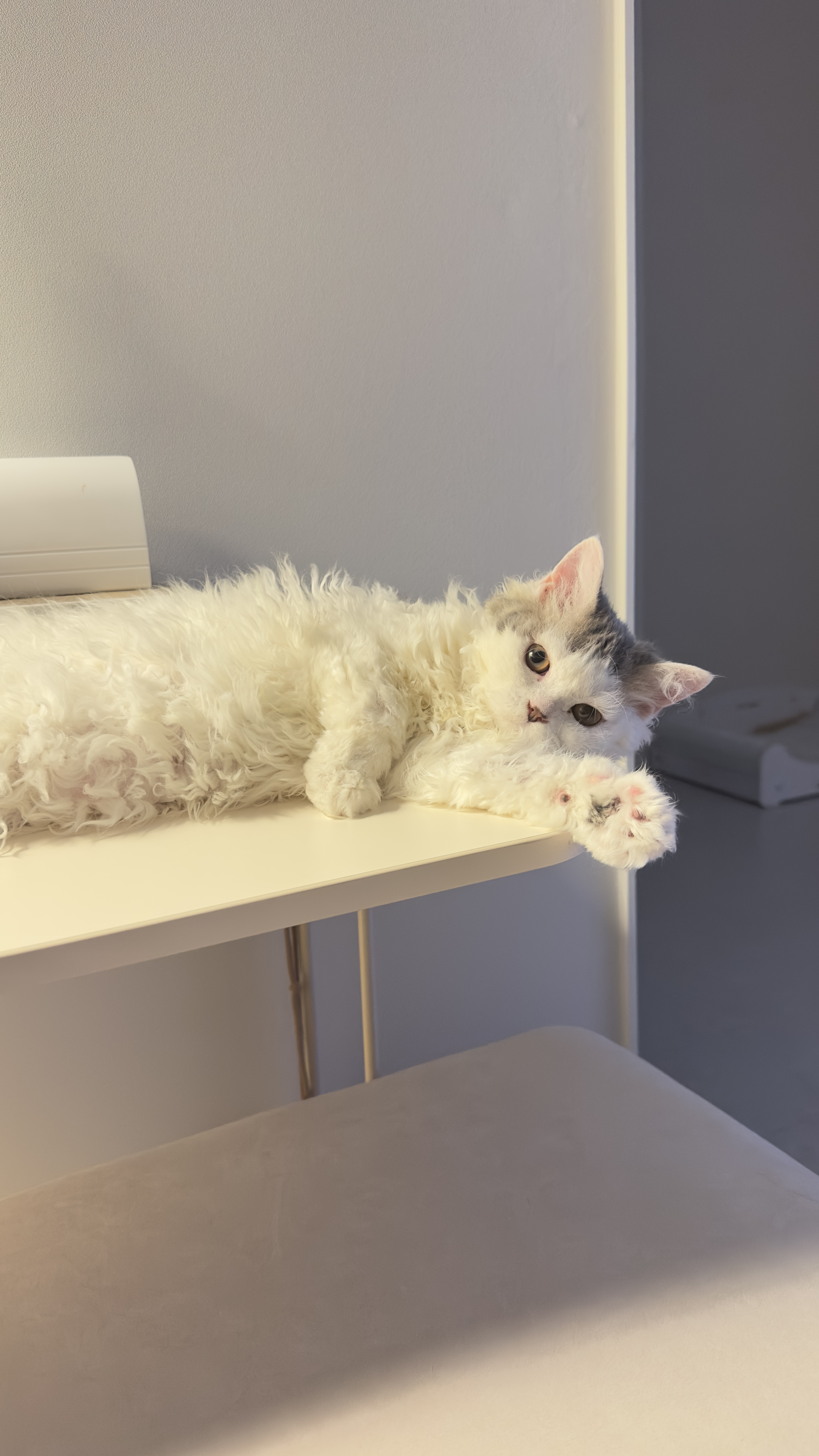 가루(구 루루) 입양 3개월🩶