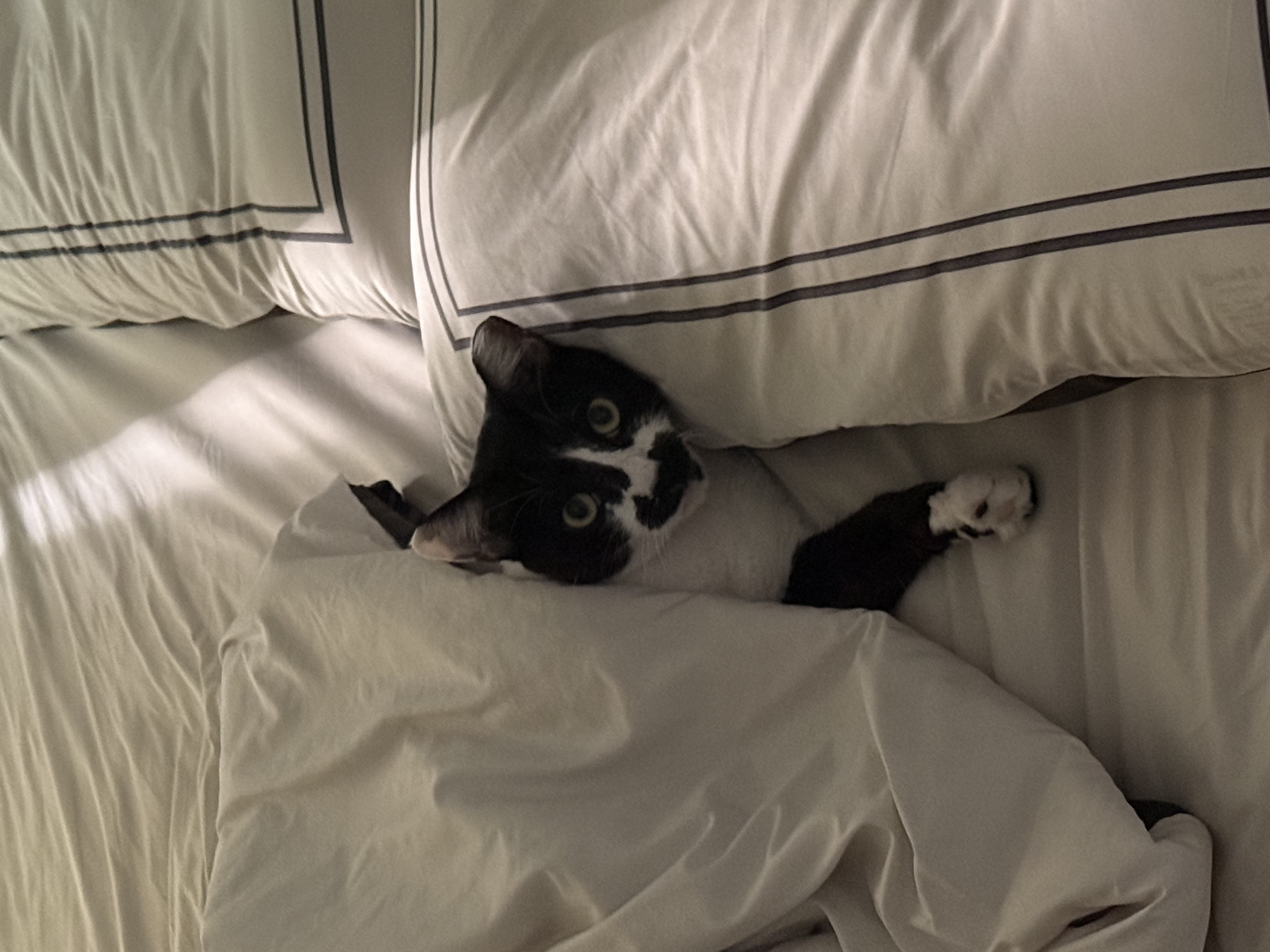 까망이 입양 6개월 후기