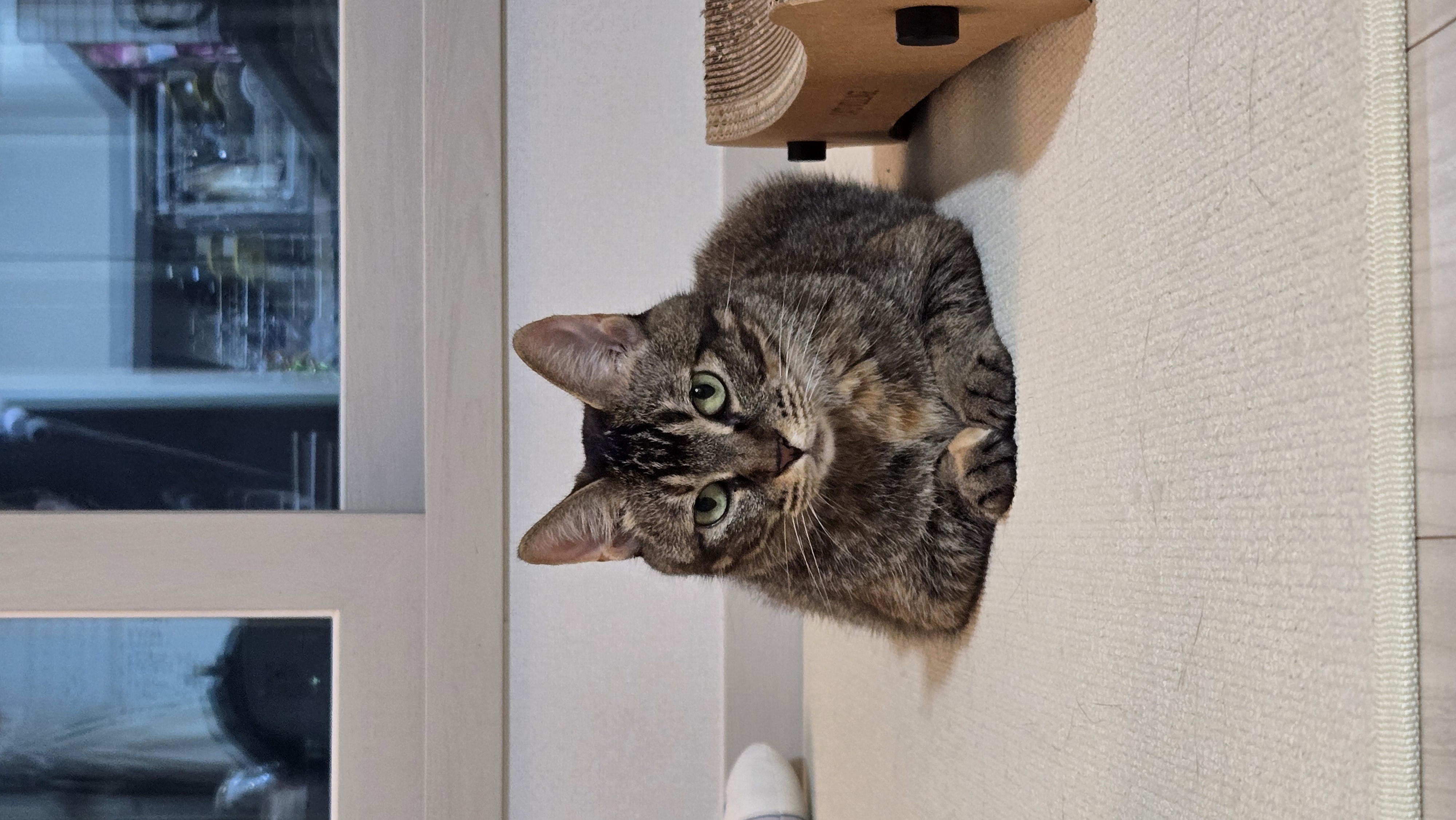 (현)후추 (구)마동이 3개월 됐어요~