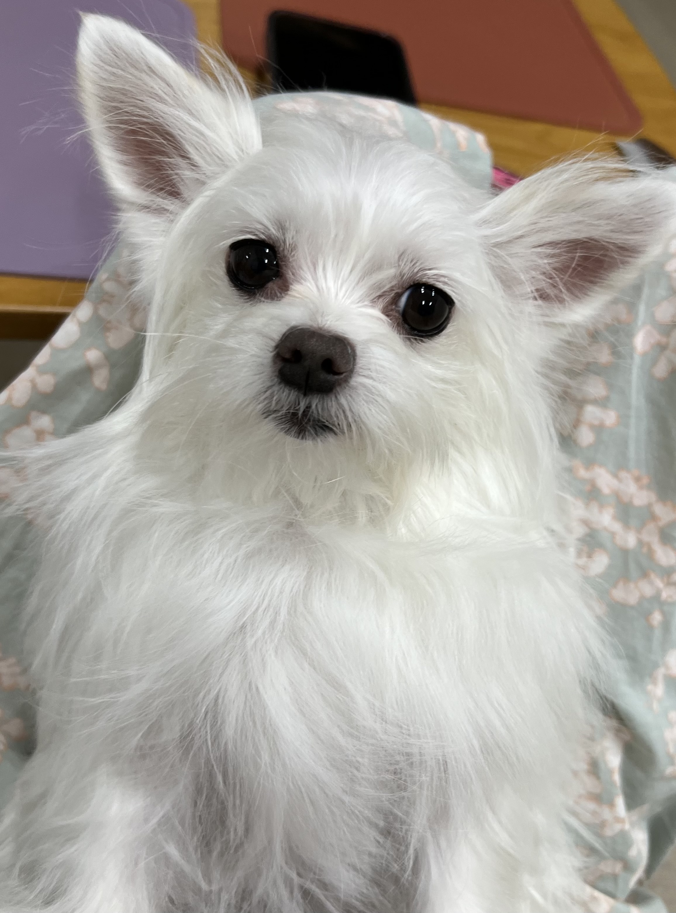 아름이 (아산/ 나희)