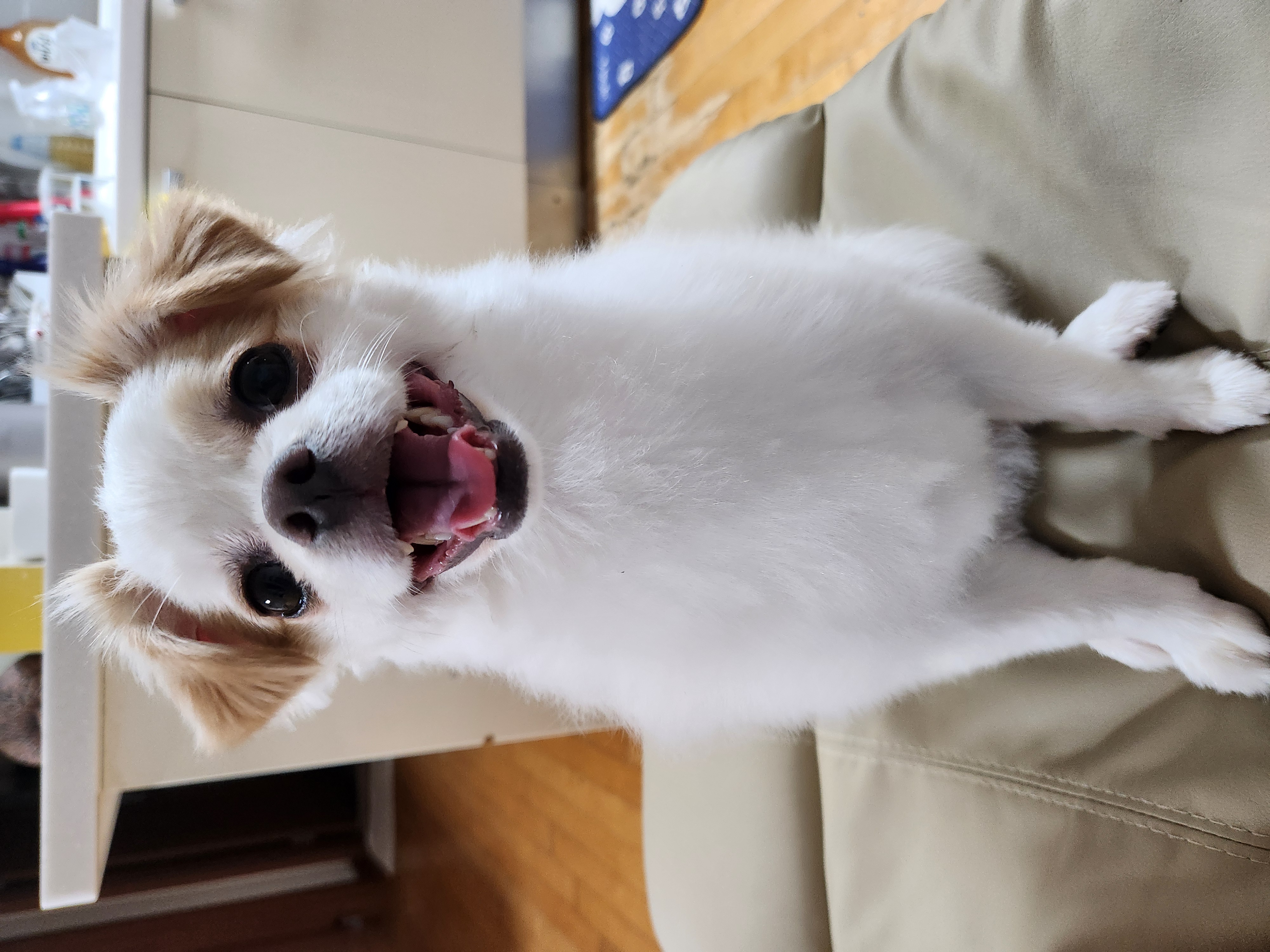 (입양전)투투.(입양후)쭌이