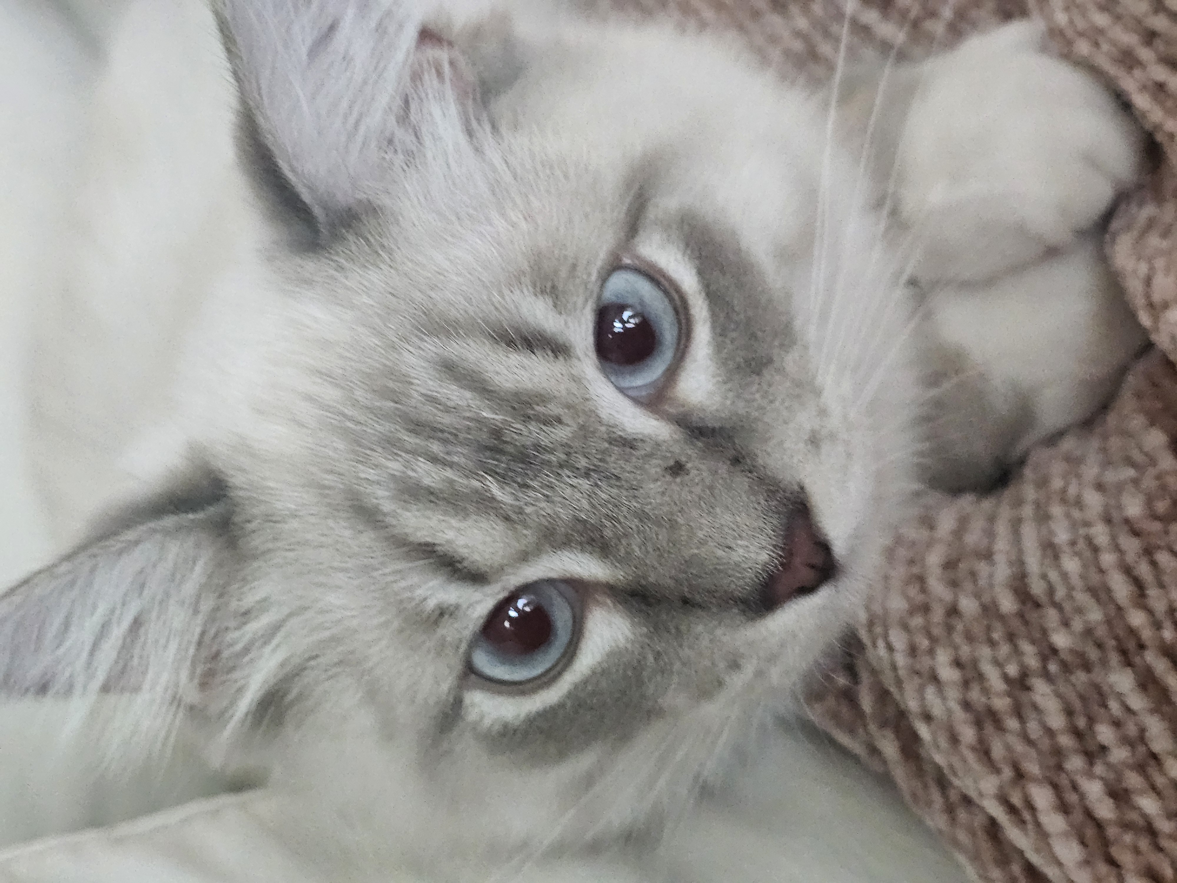 묘생 8개월차 백설기(구 동일) 