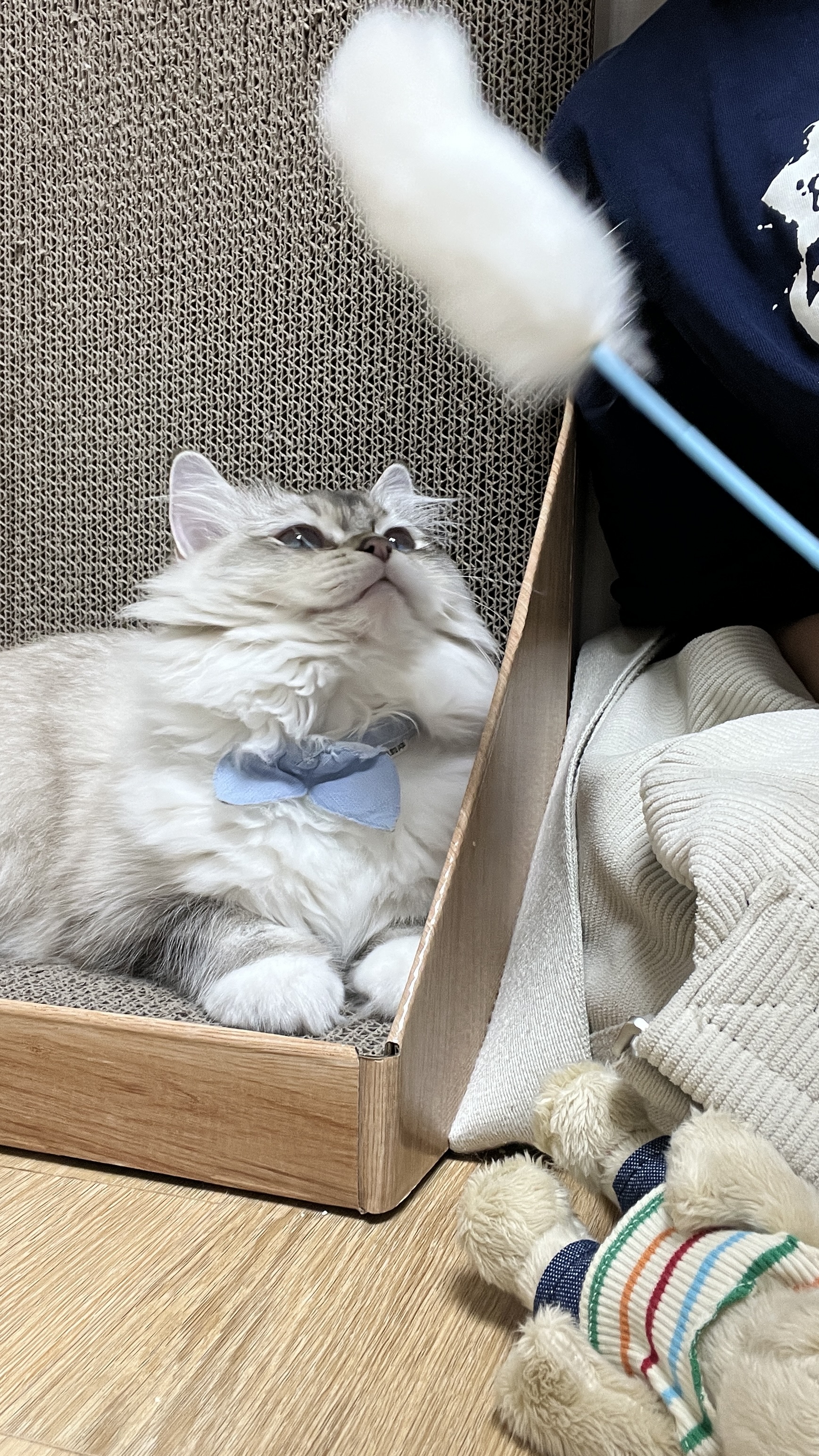 피치(전 마온) 6개월차 입양 후기