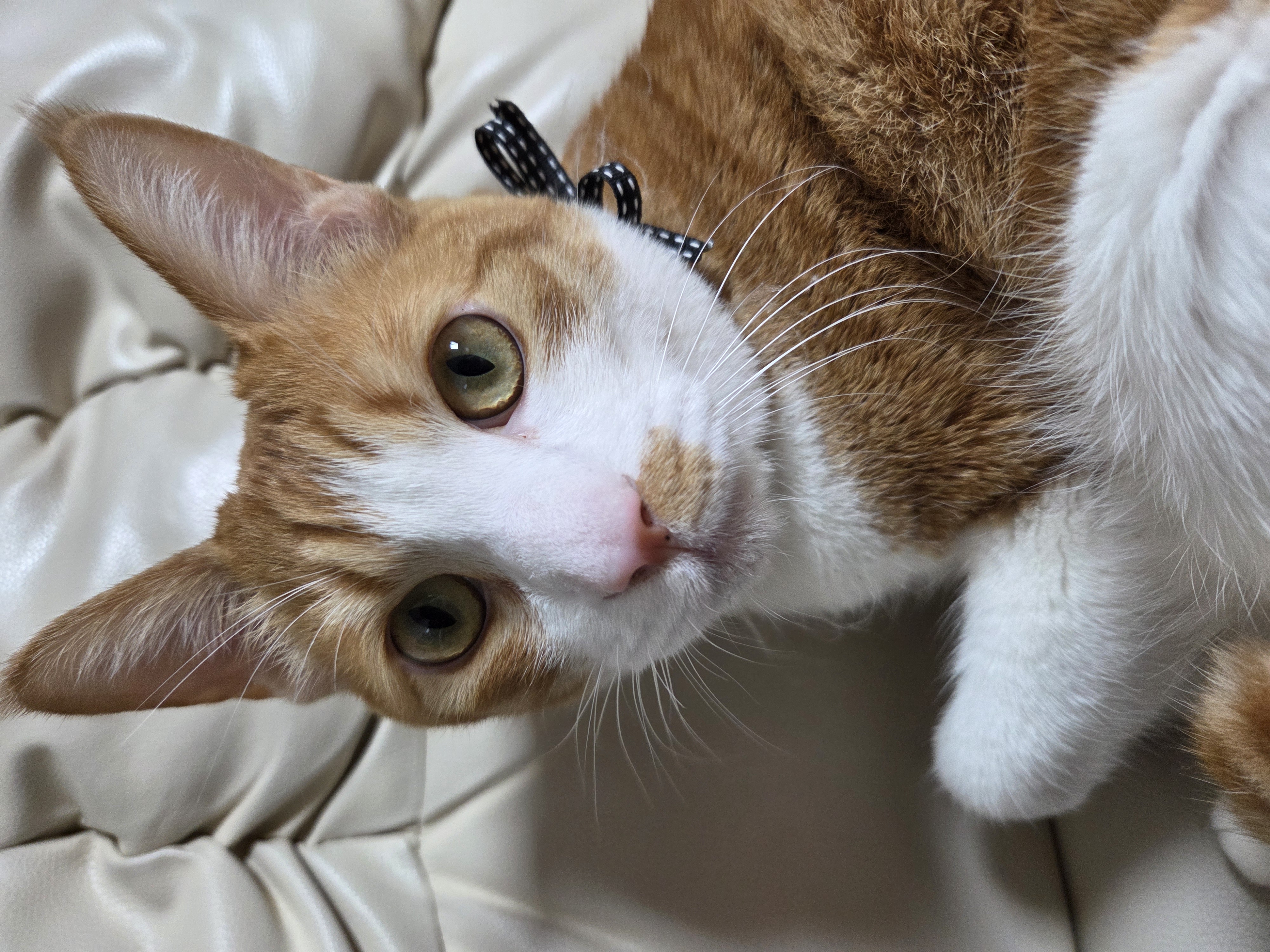 1년2개월후... 더 이뻐진 우리뀨리 