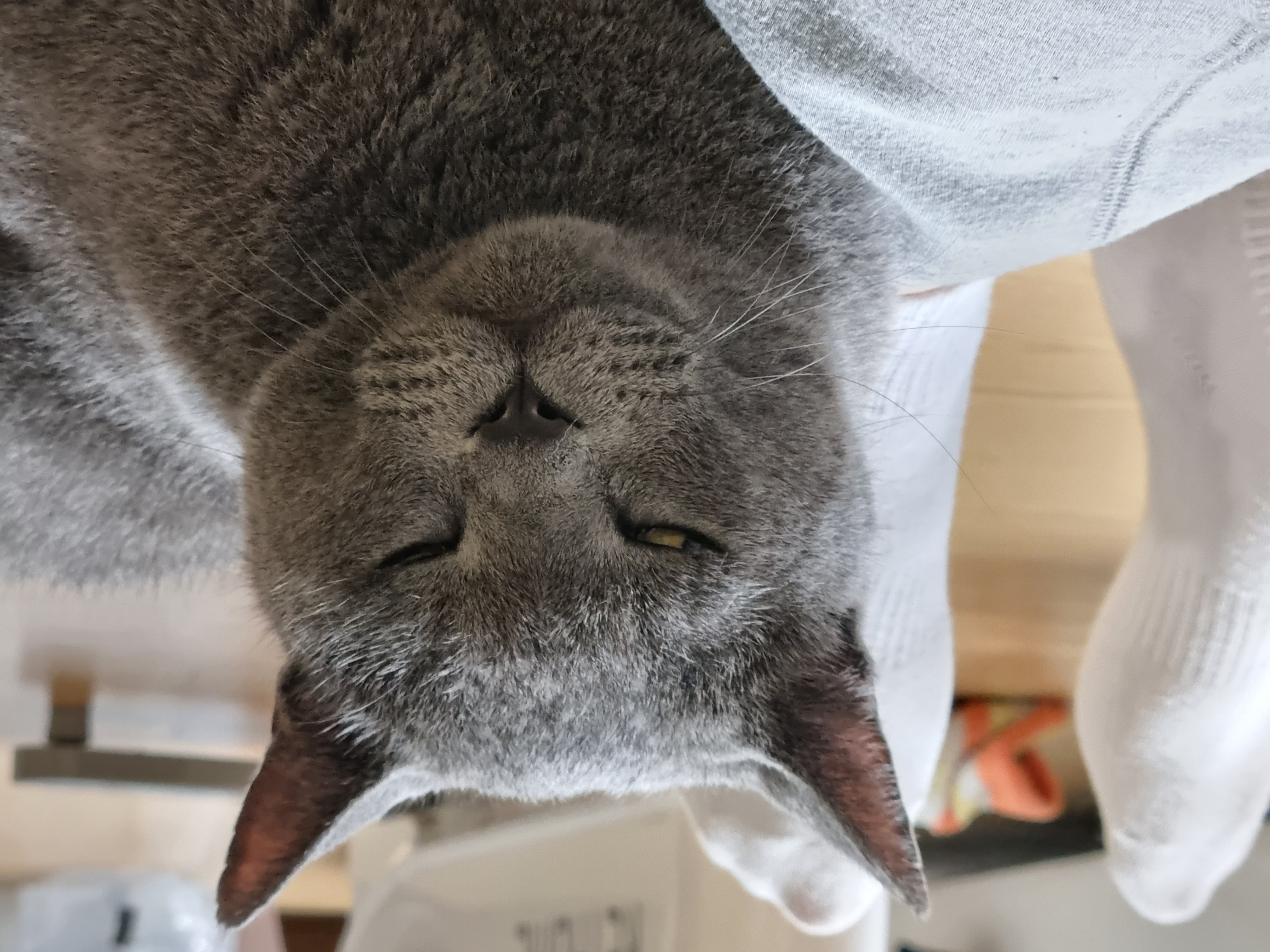 페이 (구 페퍼) 1달차  입양후기