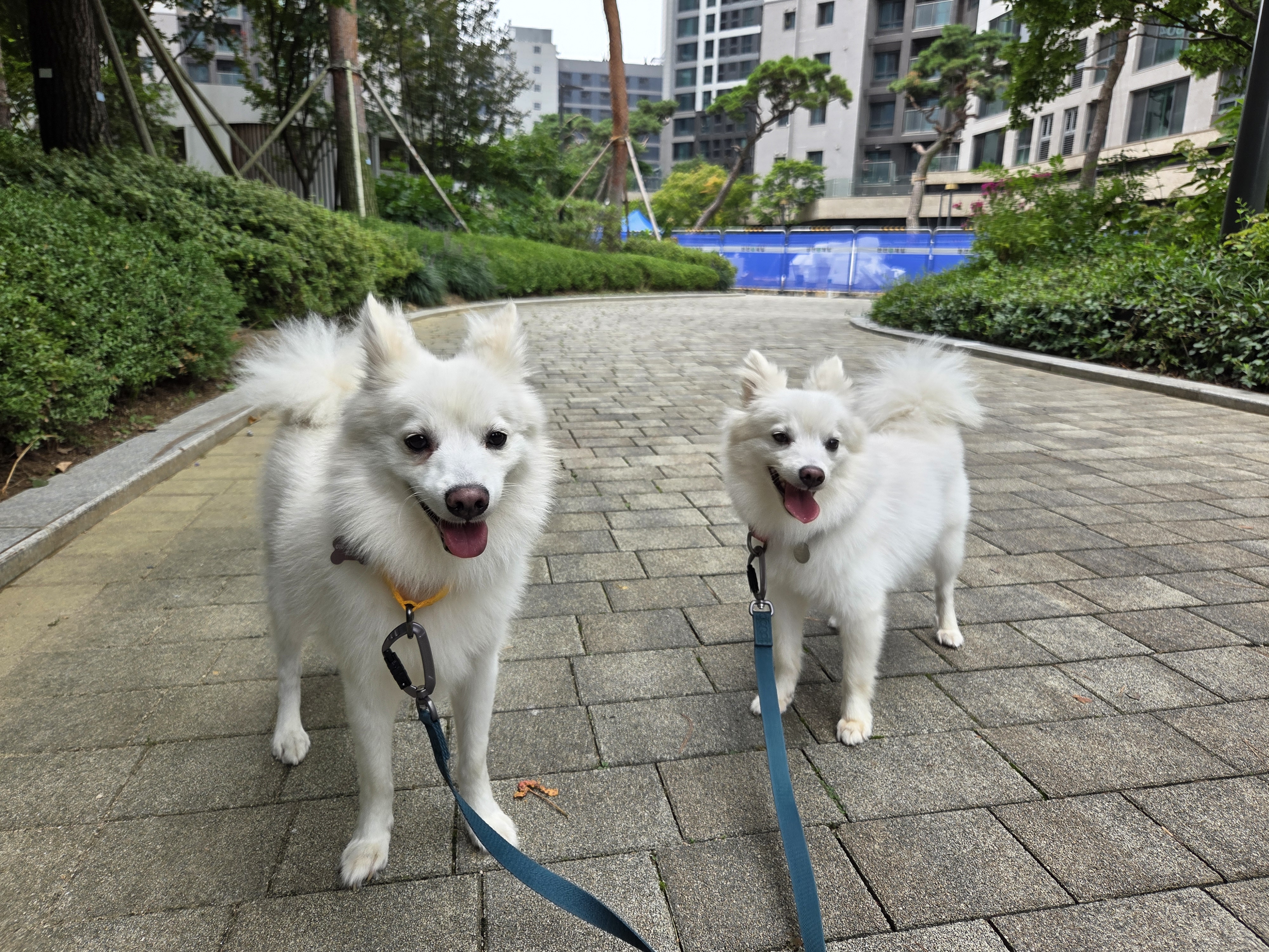 리유 임시보호 한달차 🤍 (다람이 입양 세달차)