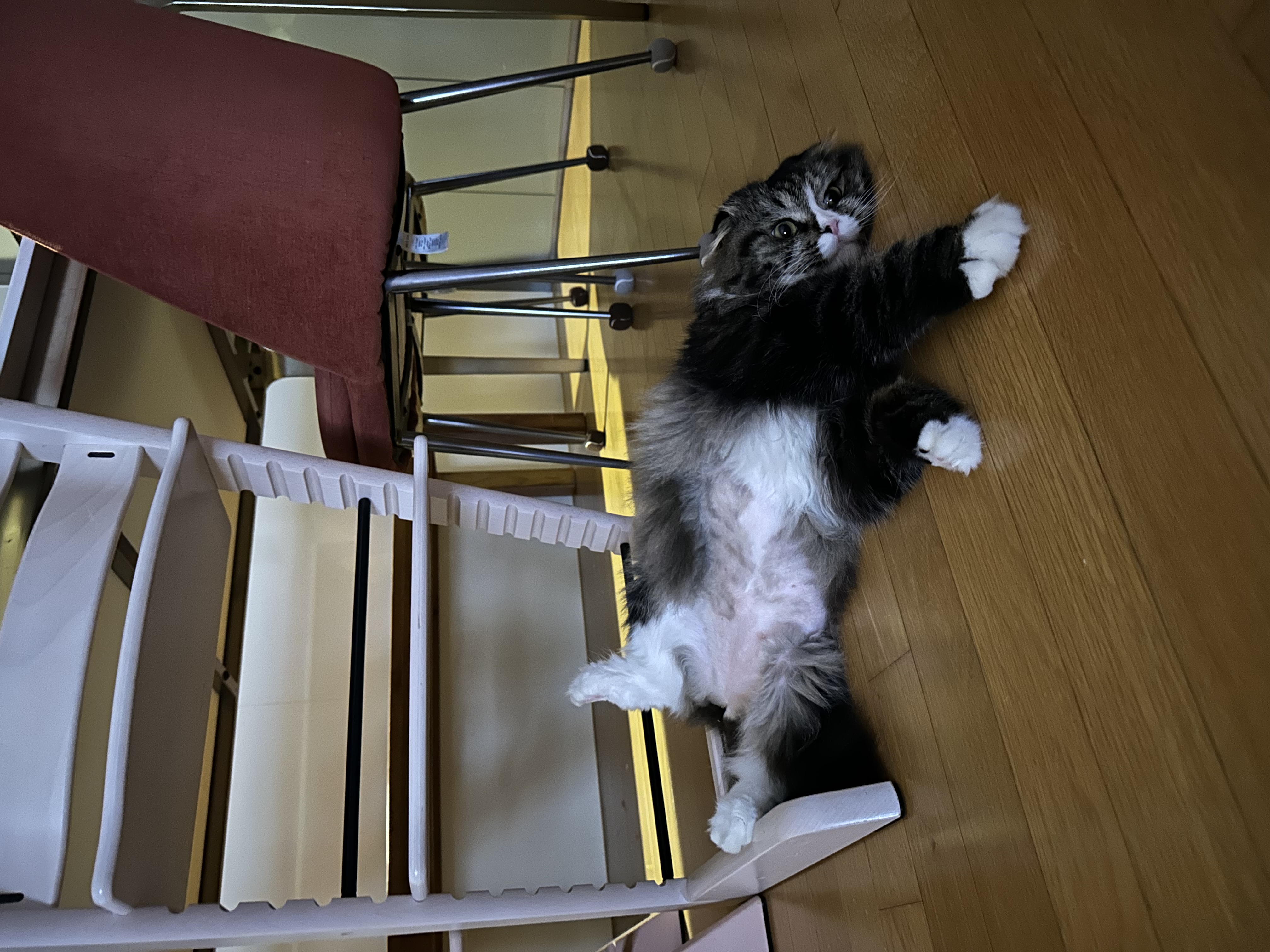 [입양 1주차 후기] 맘마였던 아이, 지금은 “버터”랍니다