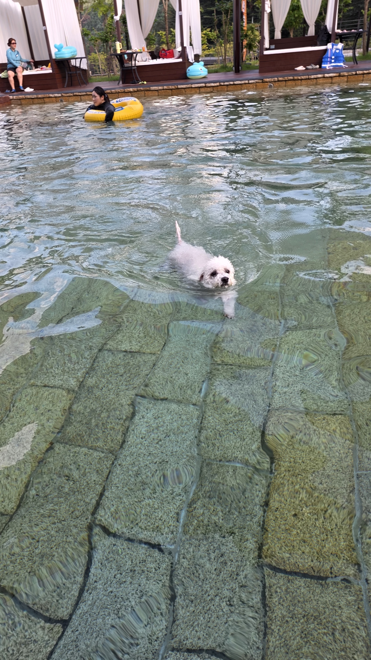 샤넬, 볼보 잘지내고 있어요~ ^^