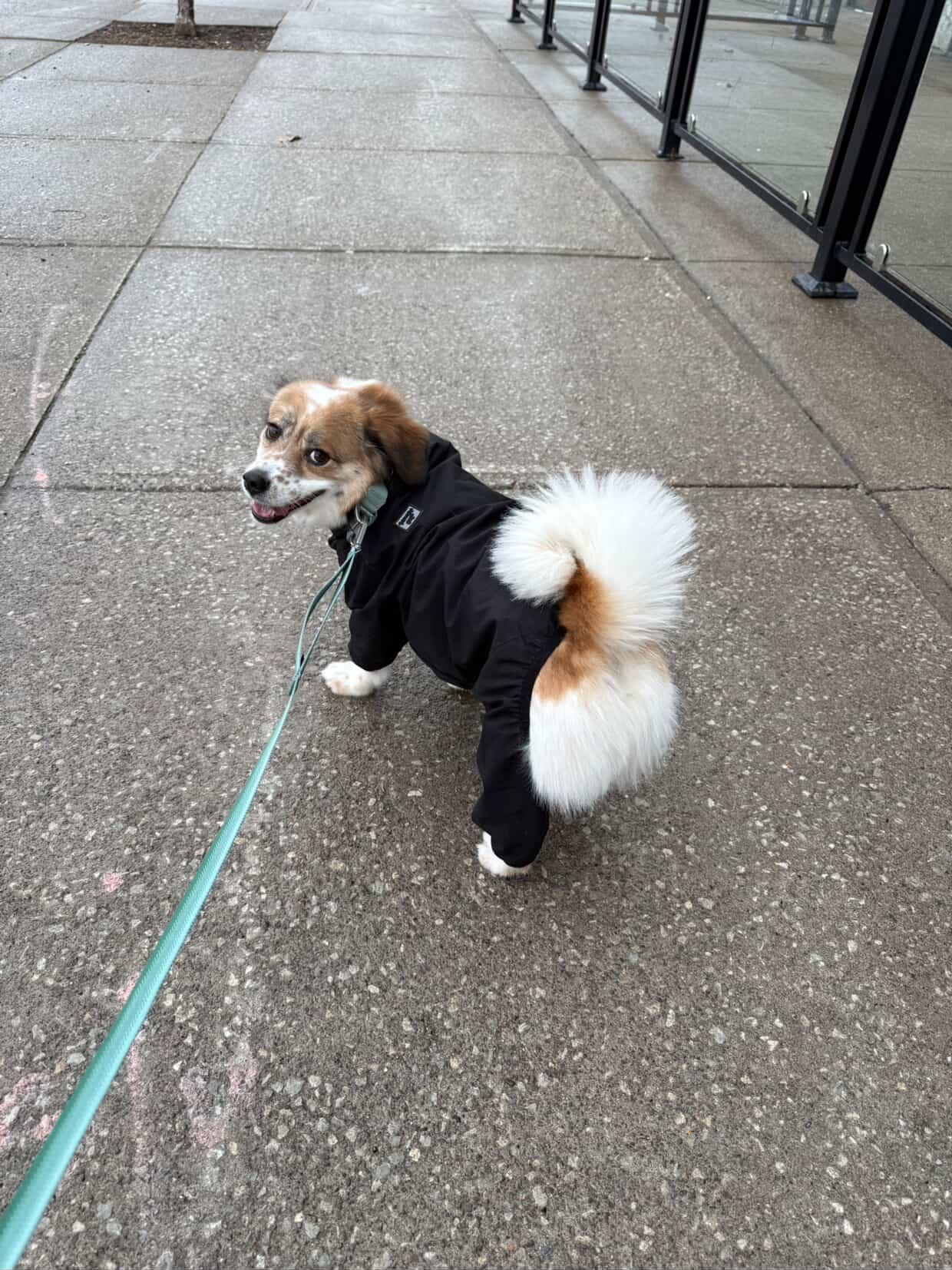 [해외입양] 캐나다 밴쿠버에서 전해온 '도치' 소식