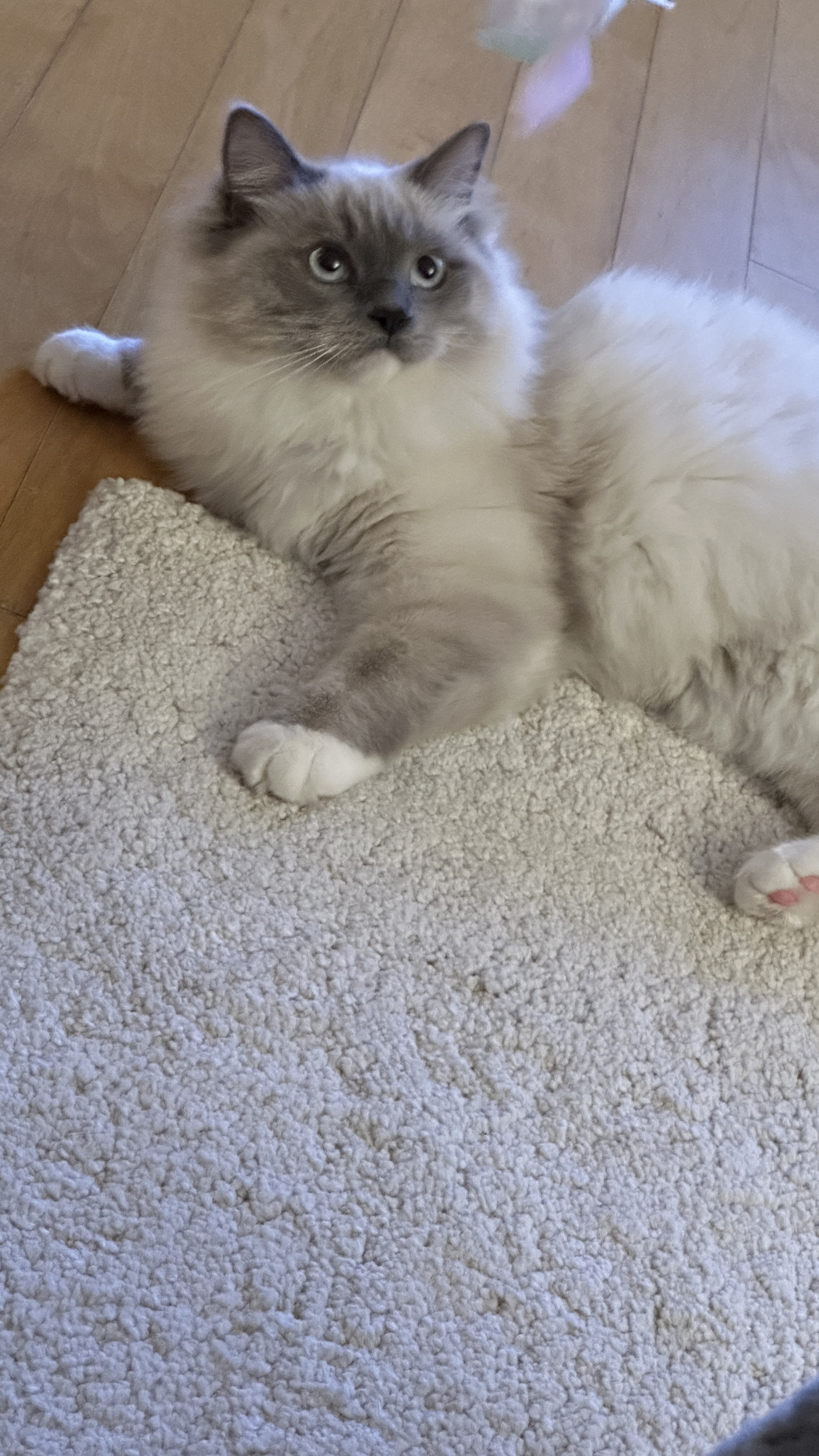 비누 입양 3.5개월차 후기