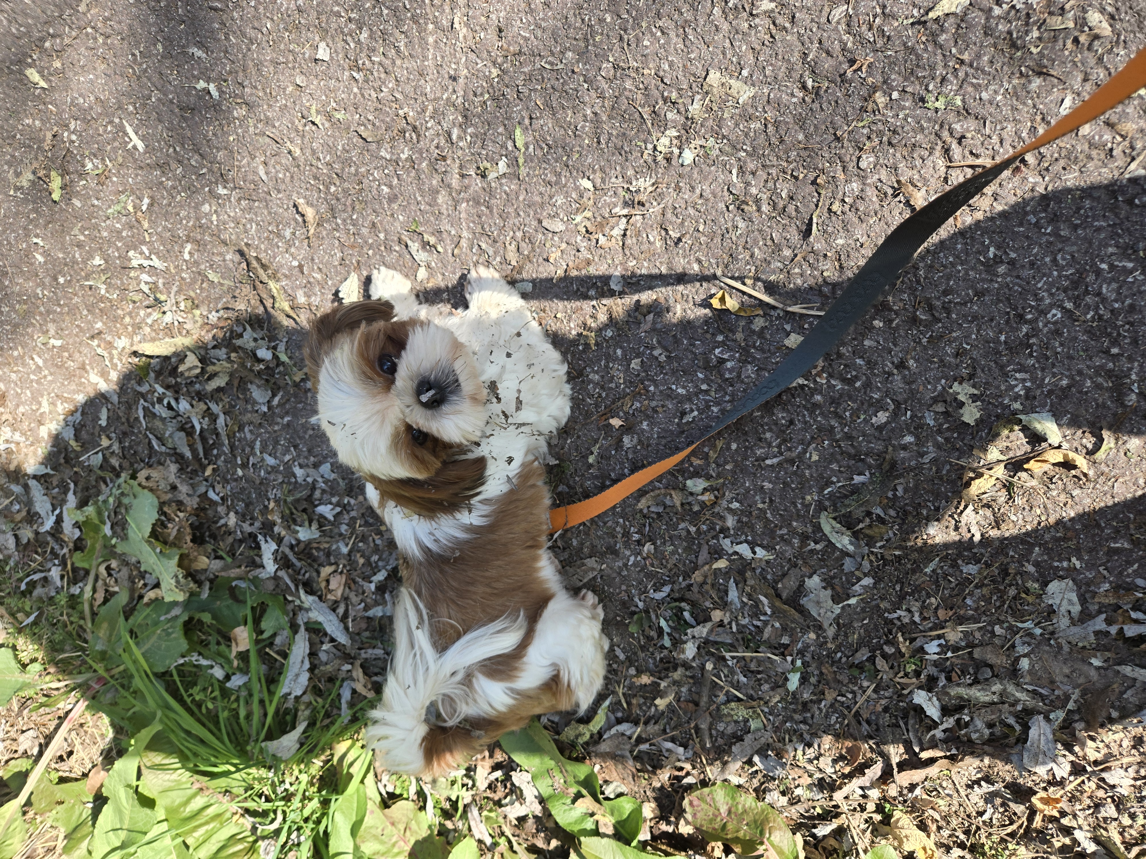 토리와 함께한 한달후기