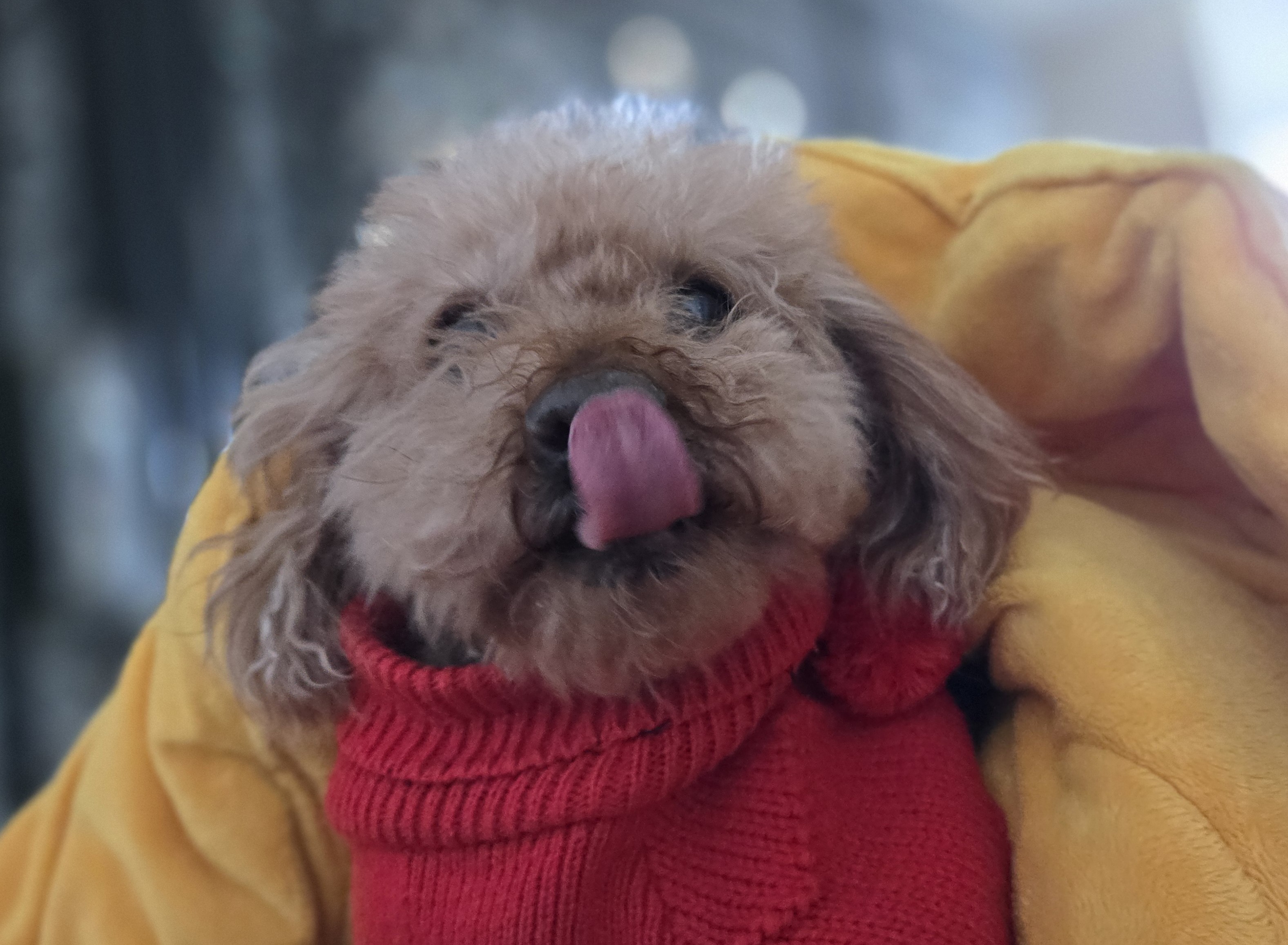 행복이(구 군밤이)