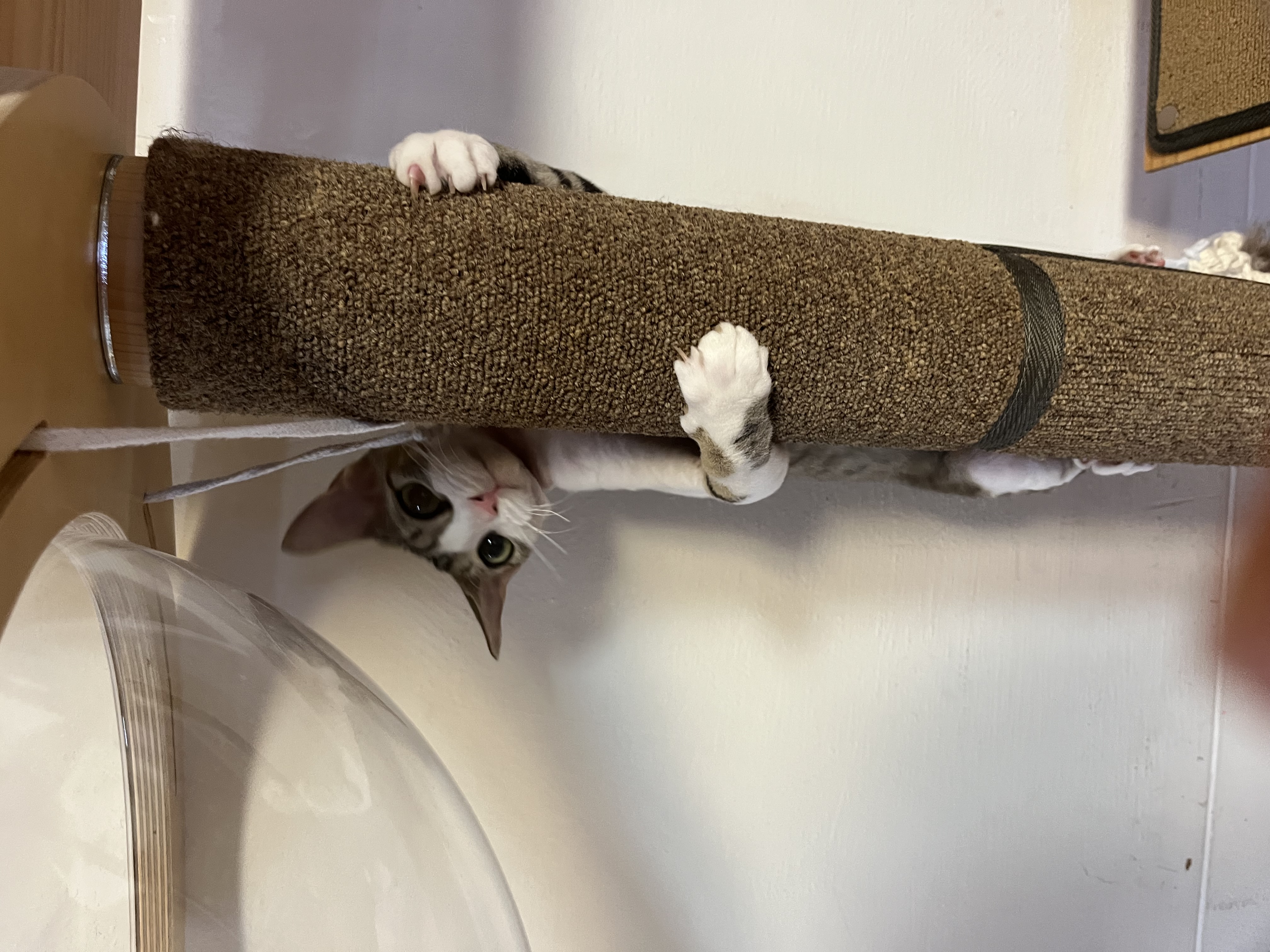 머루가 된 까까의 한달입니다