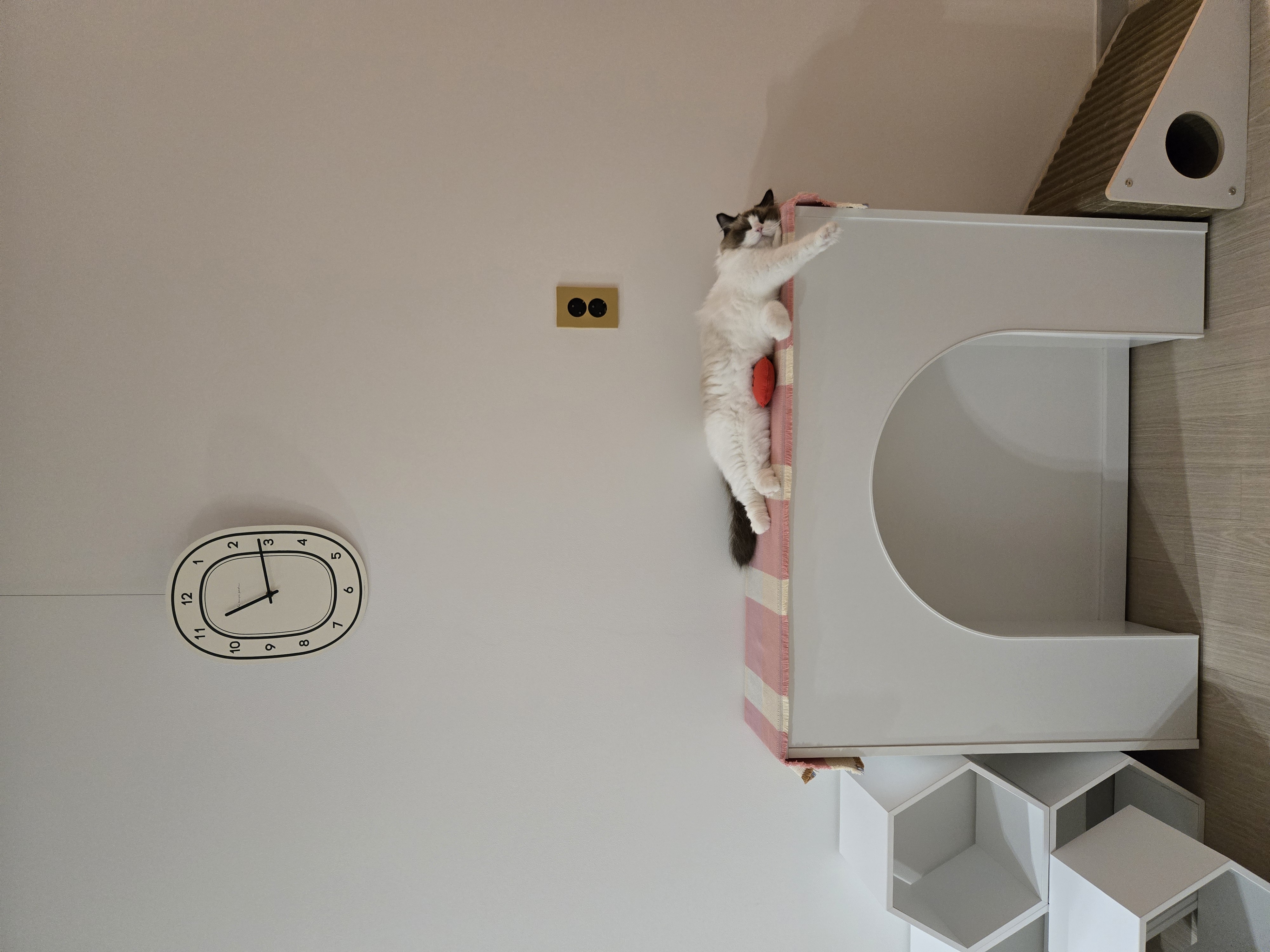 미야오(마시) 입양 : 1주일 차