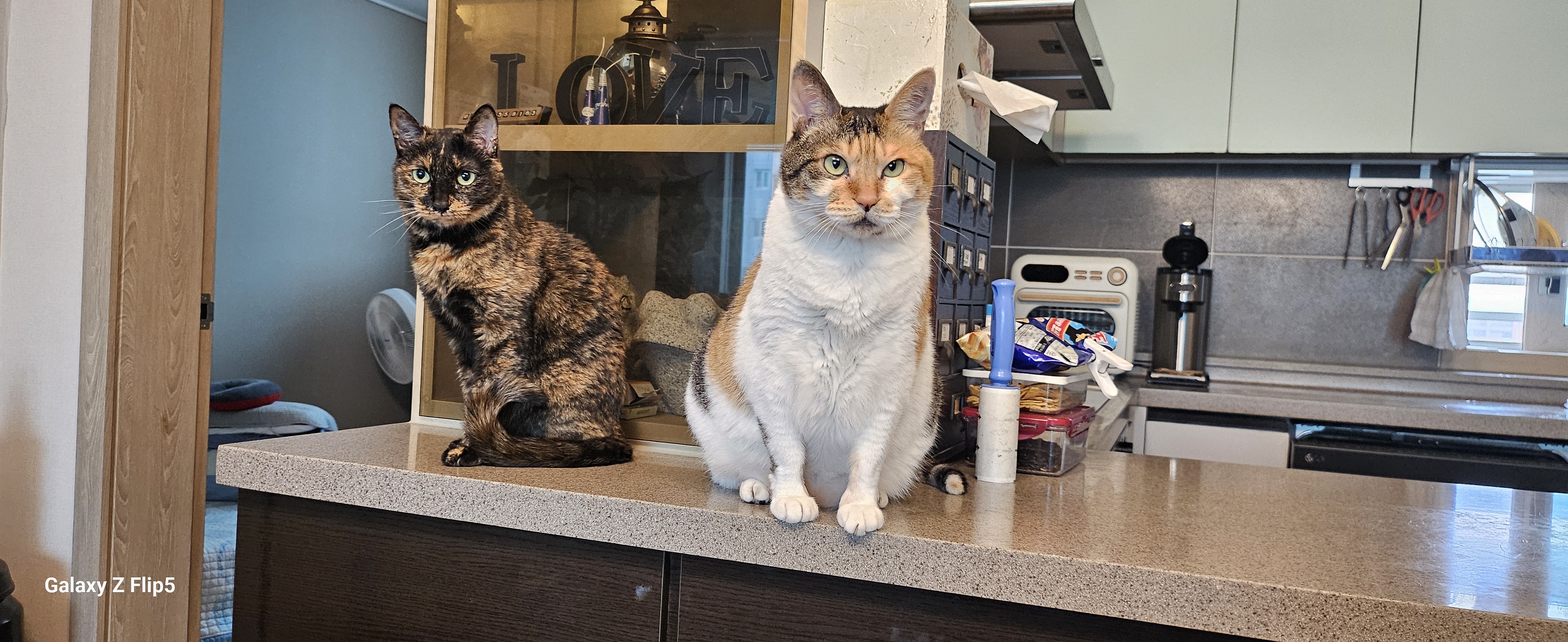 뽀얌이  5년 이야기