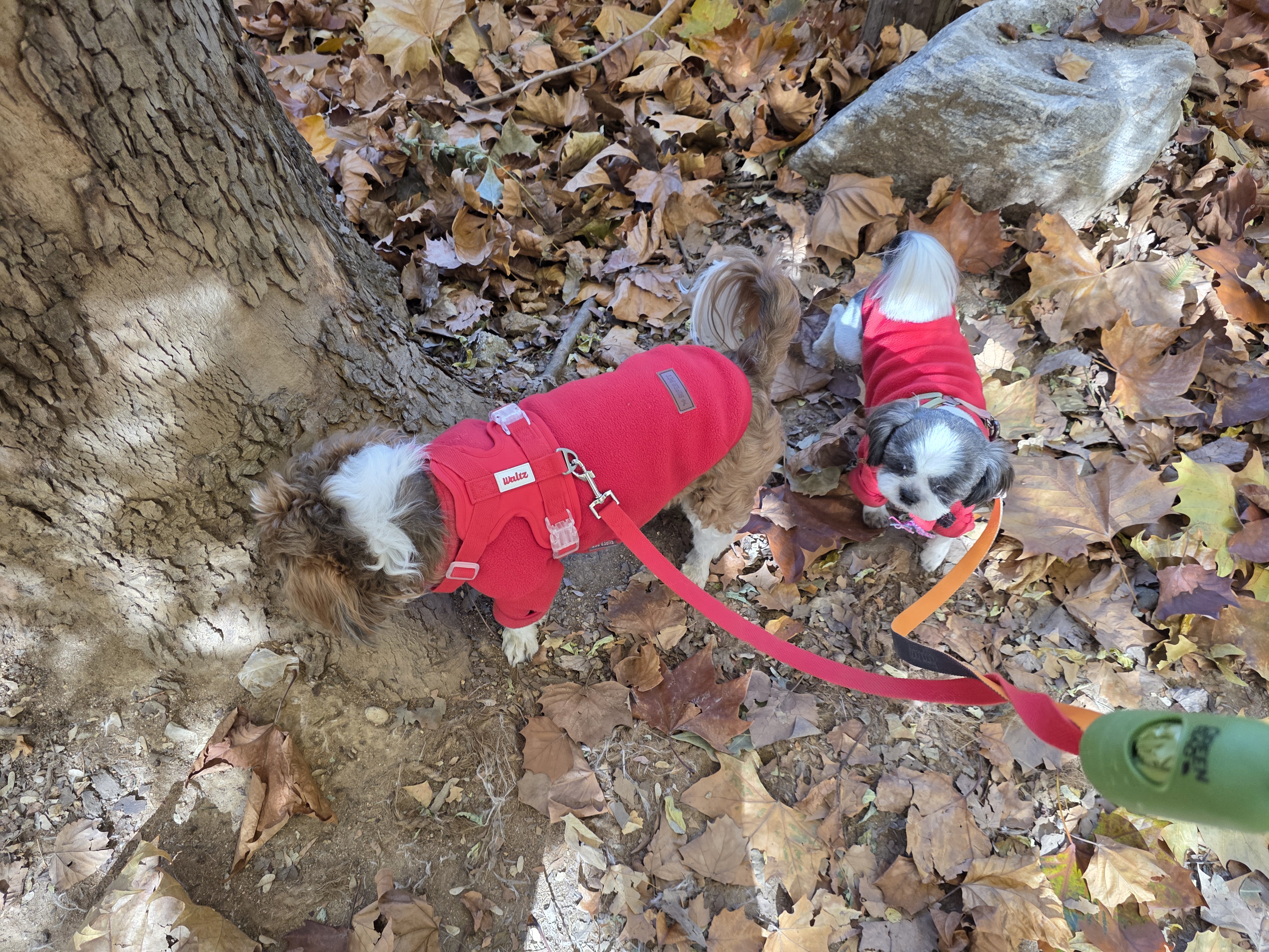 그래(입양 전 달바)의 한 달