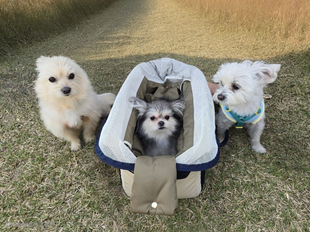 토리(소이)와 가족이 된지 3년이 되었어요:)