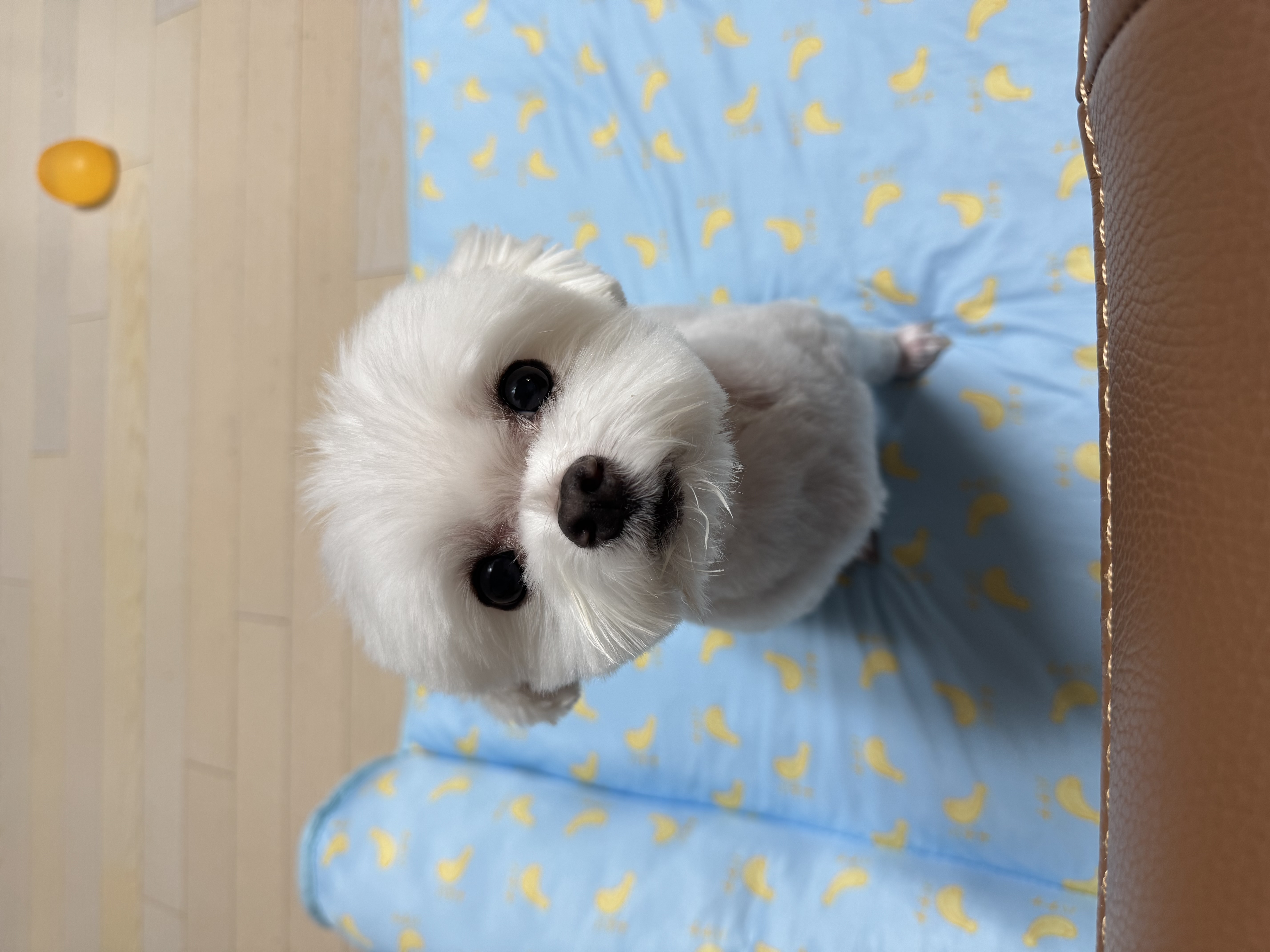 하코 1년차에요!