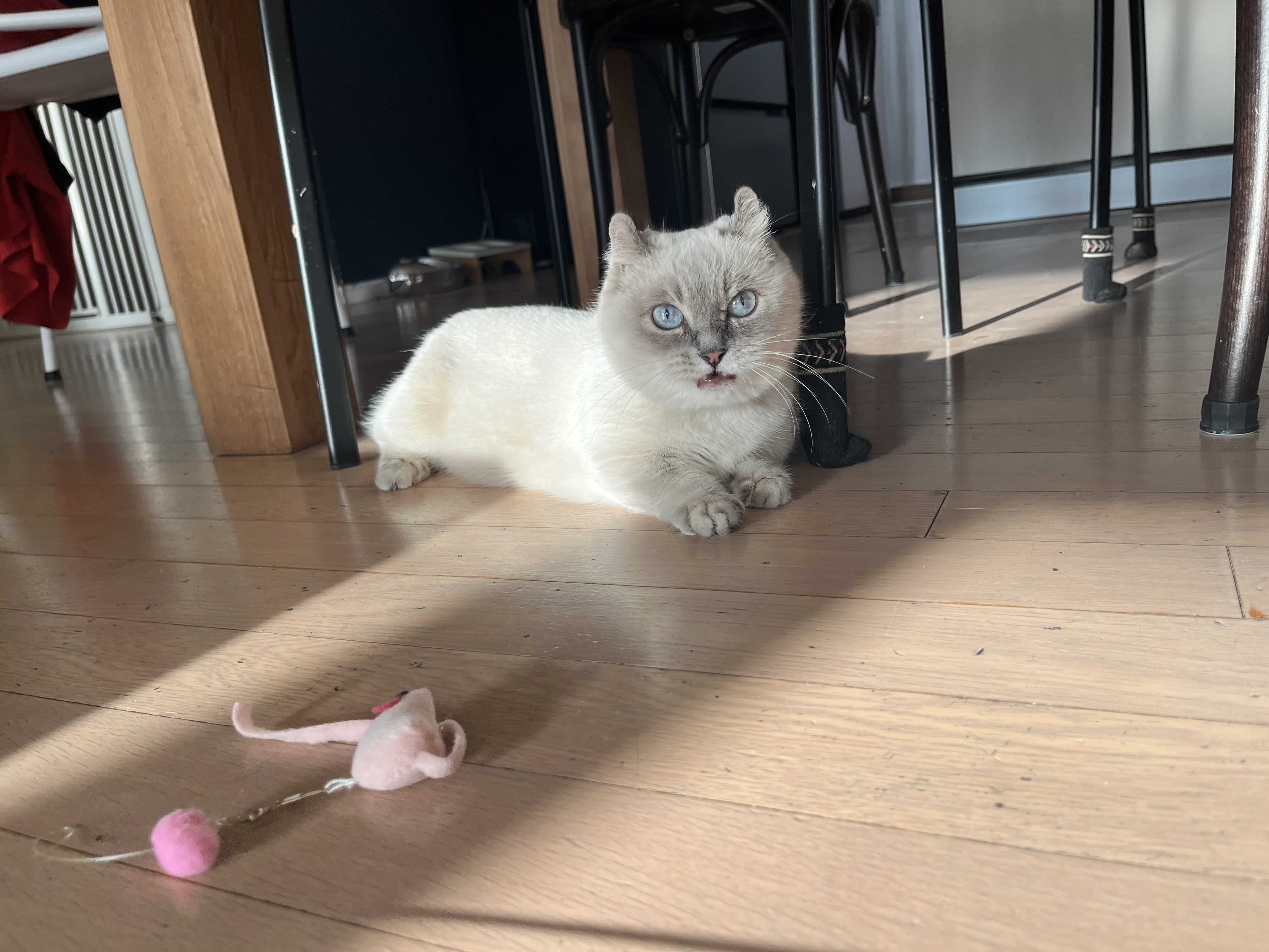 버찌(하츄)와 함게한 3개월입니다