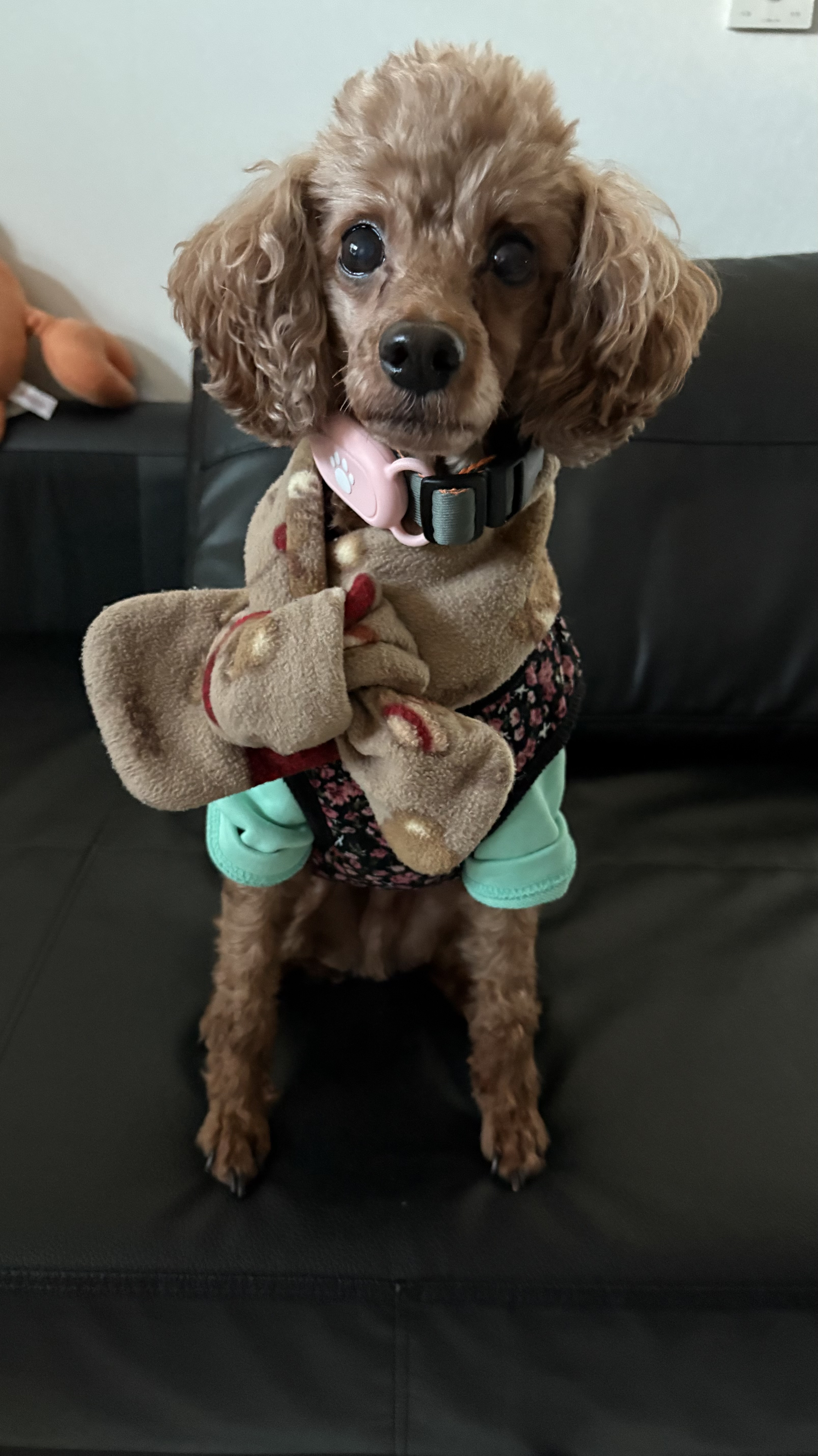 꿈꾸며자는 보사~