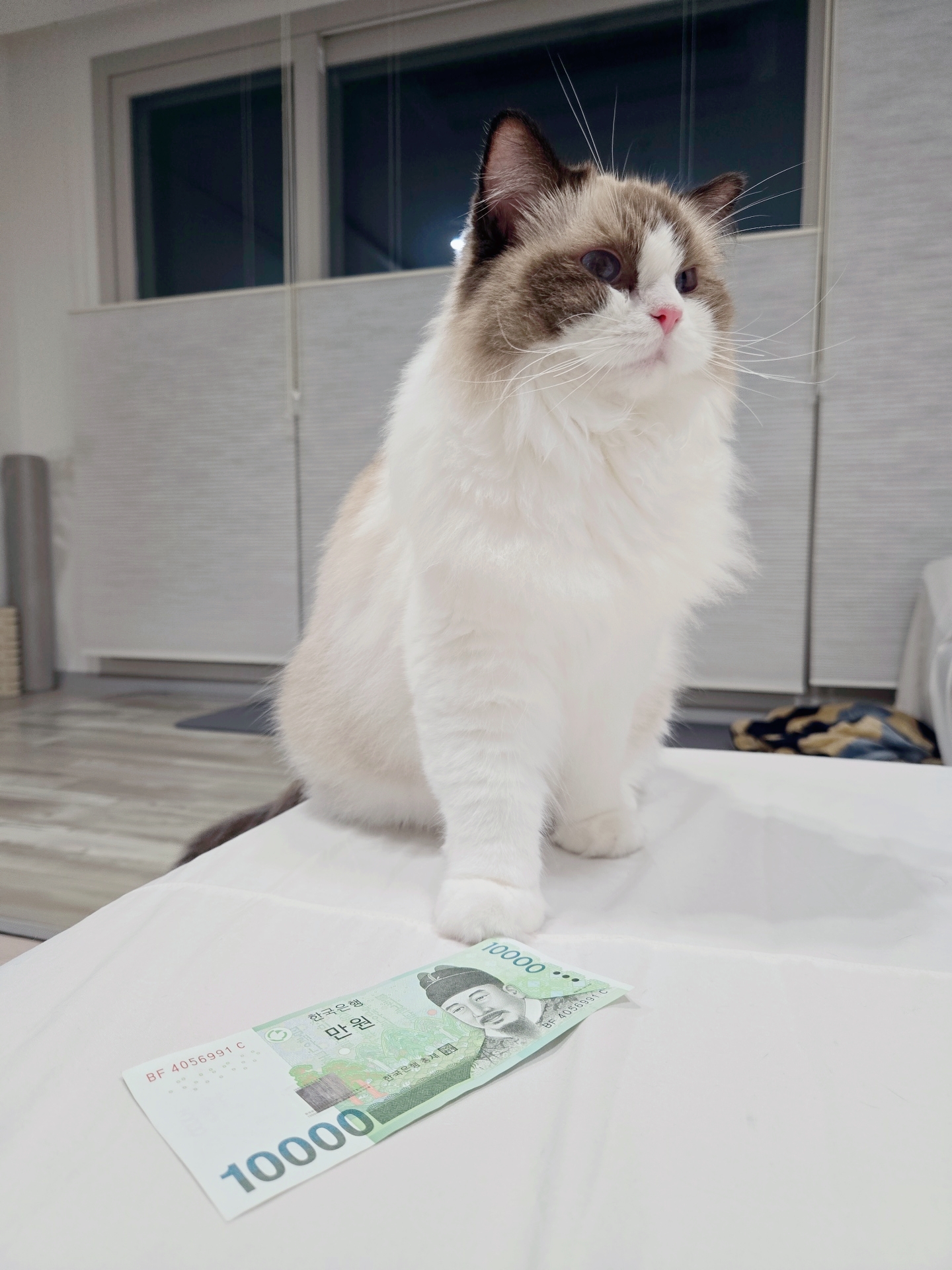 미야오(마시) 우리는 가족 : 3개월 차