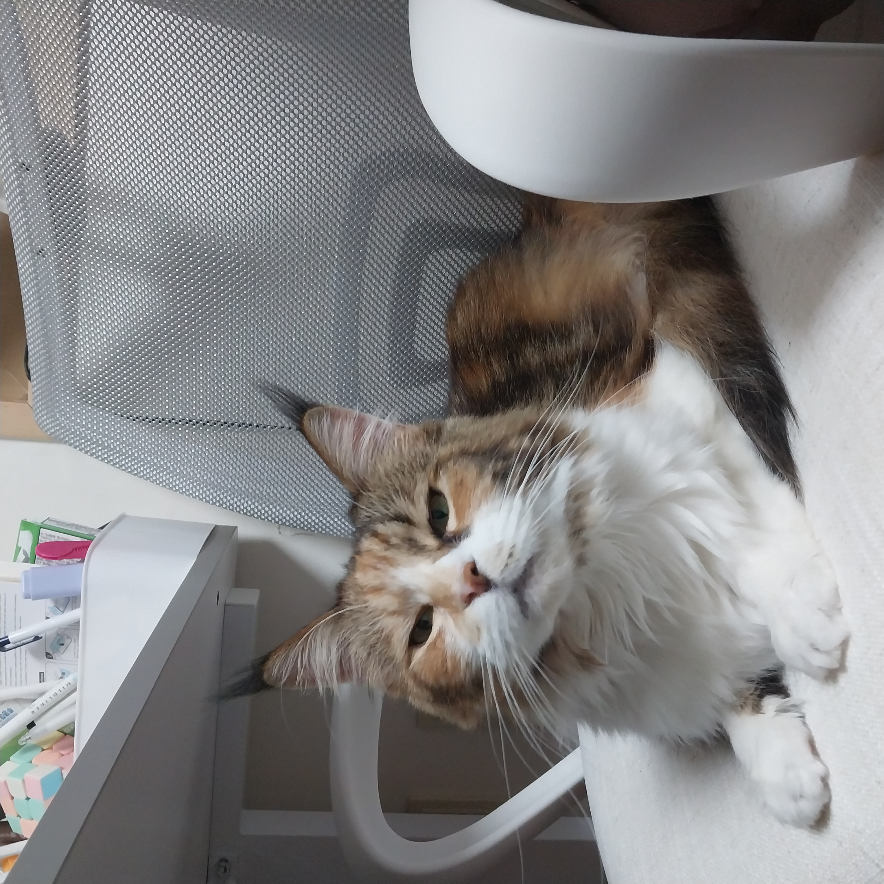 웨이 2년차 입양 후기