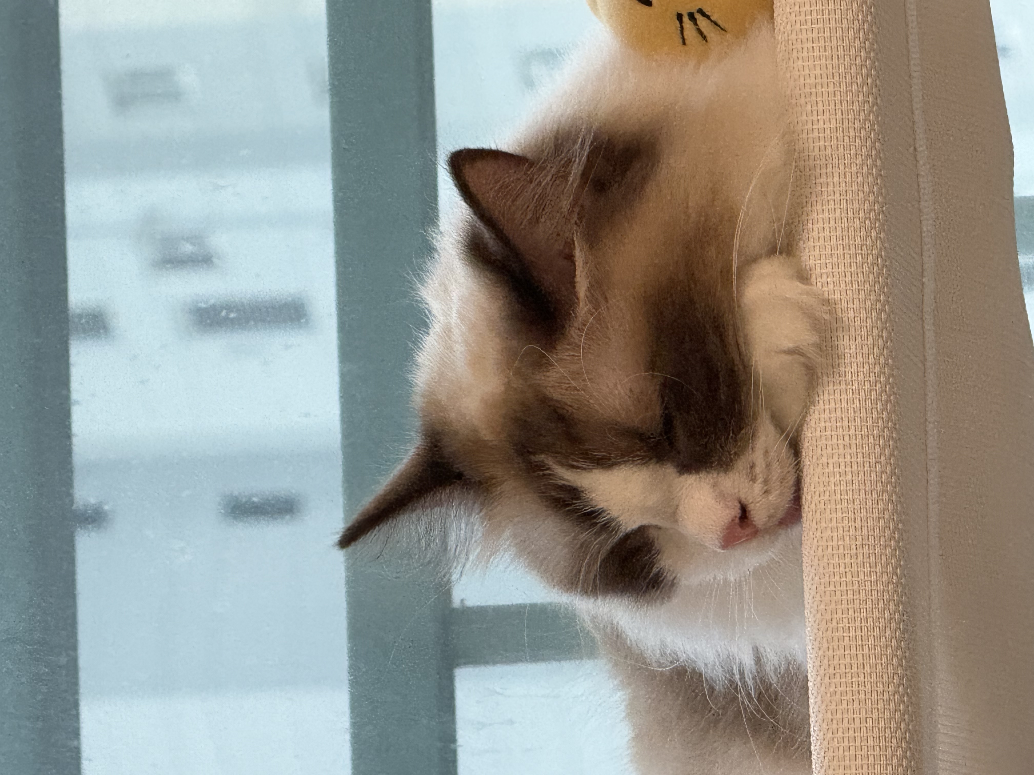 모모가 된 마찌 입양후기에요