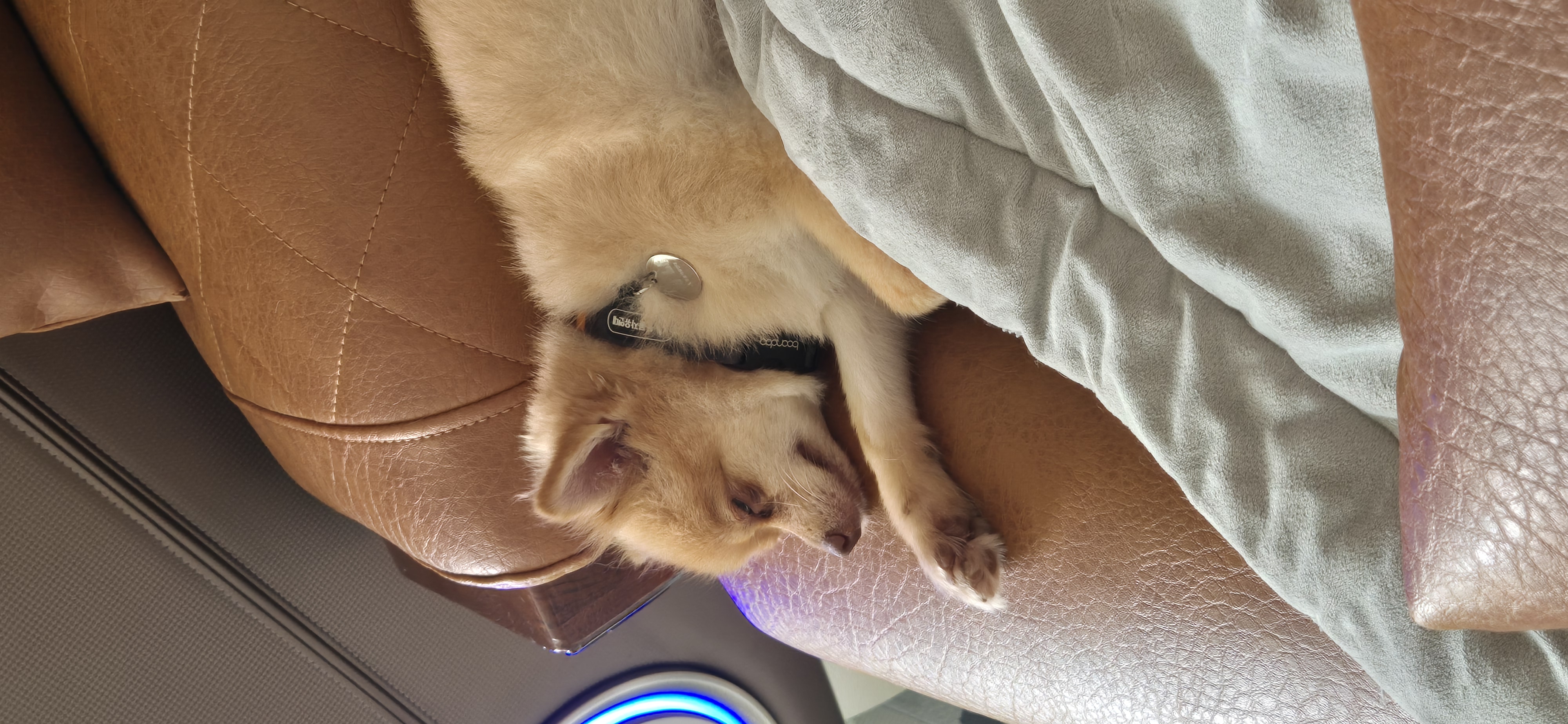 애니 (여우) 입양 한 달 후기