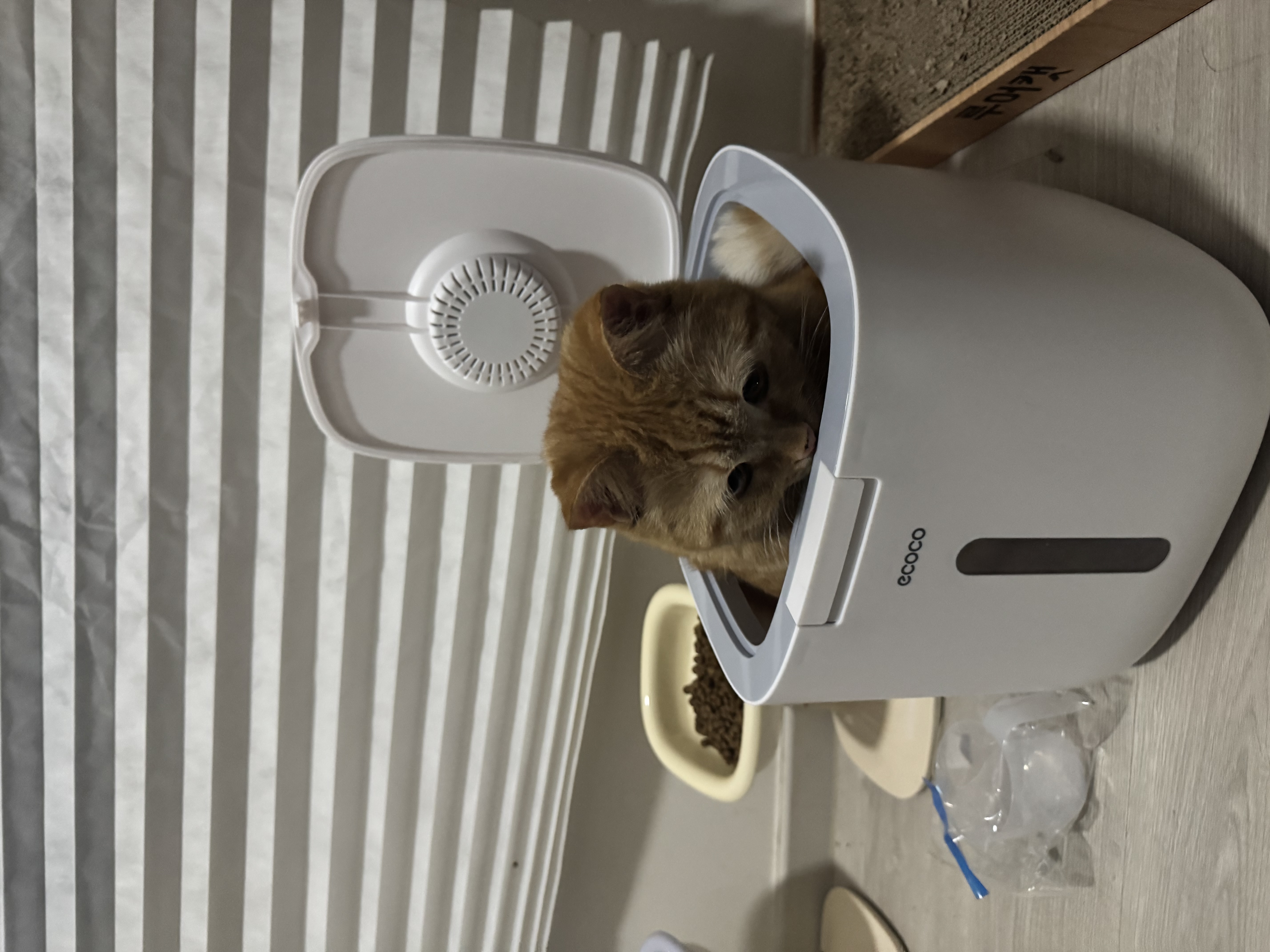 아련눈빛 에몽이 잊지 않으셨죠..?