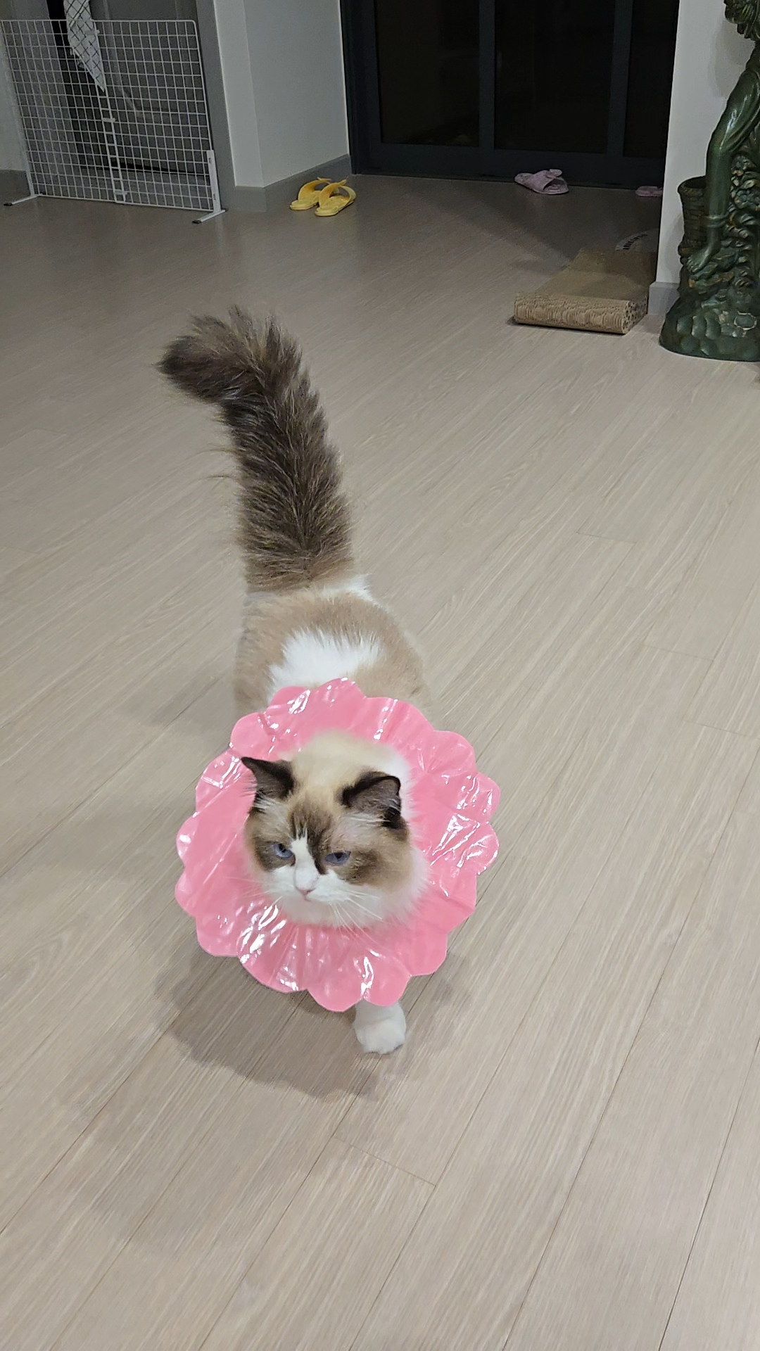 미야오(마시) 우리는 가족 : 1개월 차