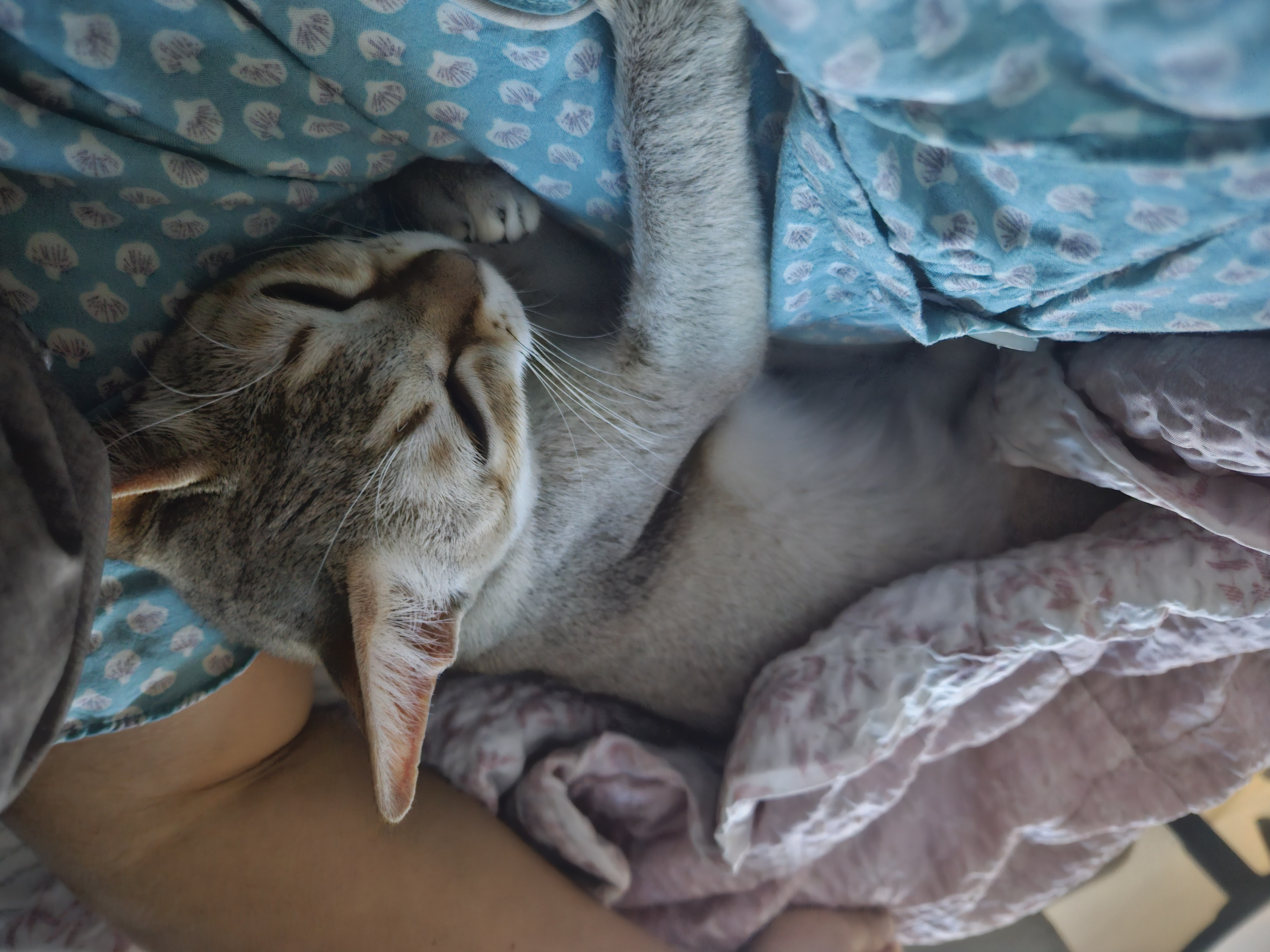 마리(저요) 뒤늦은3달차입양후기