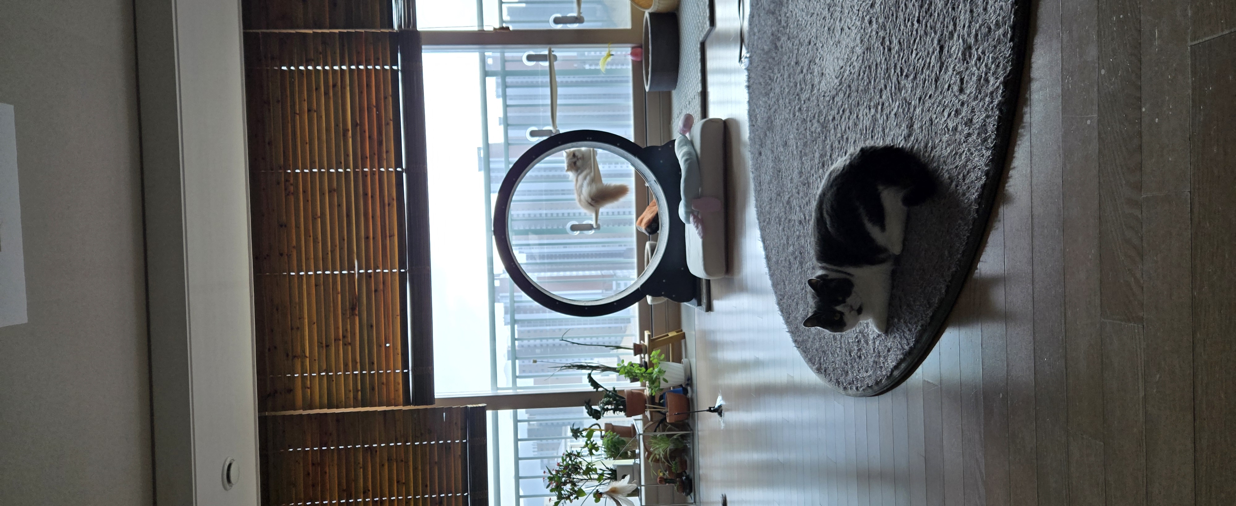 여전히 행복한 흑당 흑마늘입니다