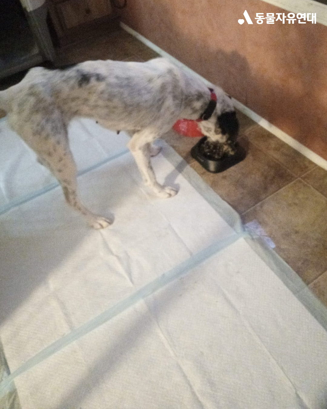 [해외입양] 캐나다 밴쿠버에서 가족을 만난 '록시'