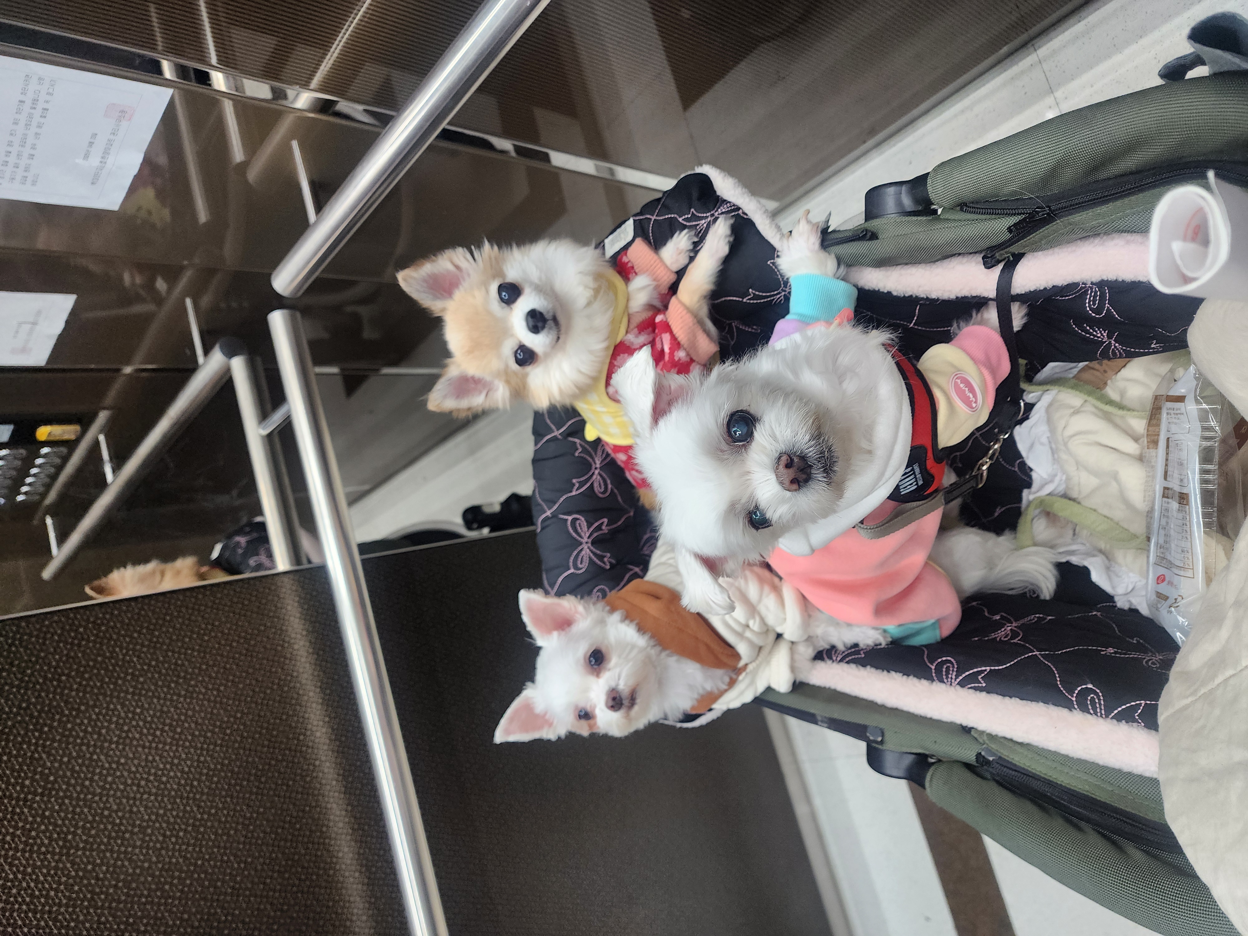 아산구조견 엄지 3년후기입니다(평택치와와 초롱이도요~)