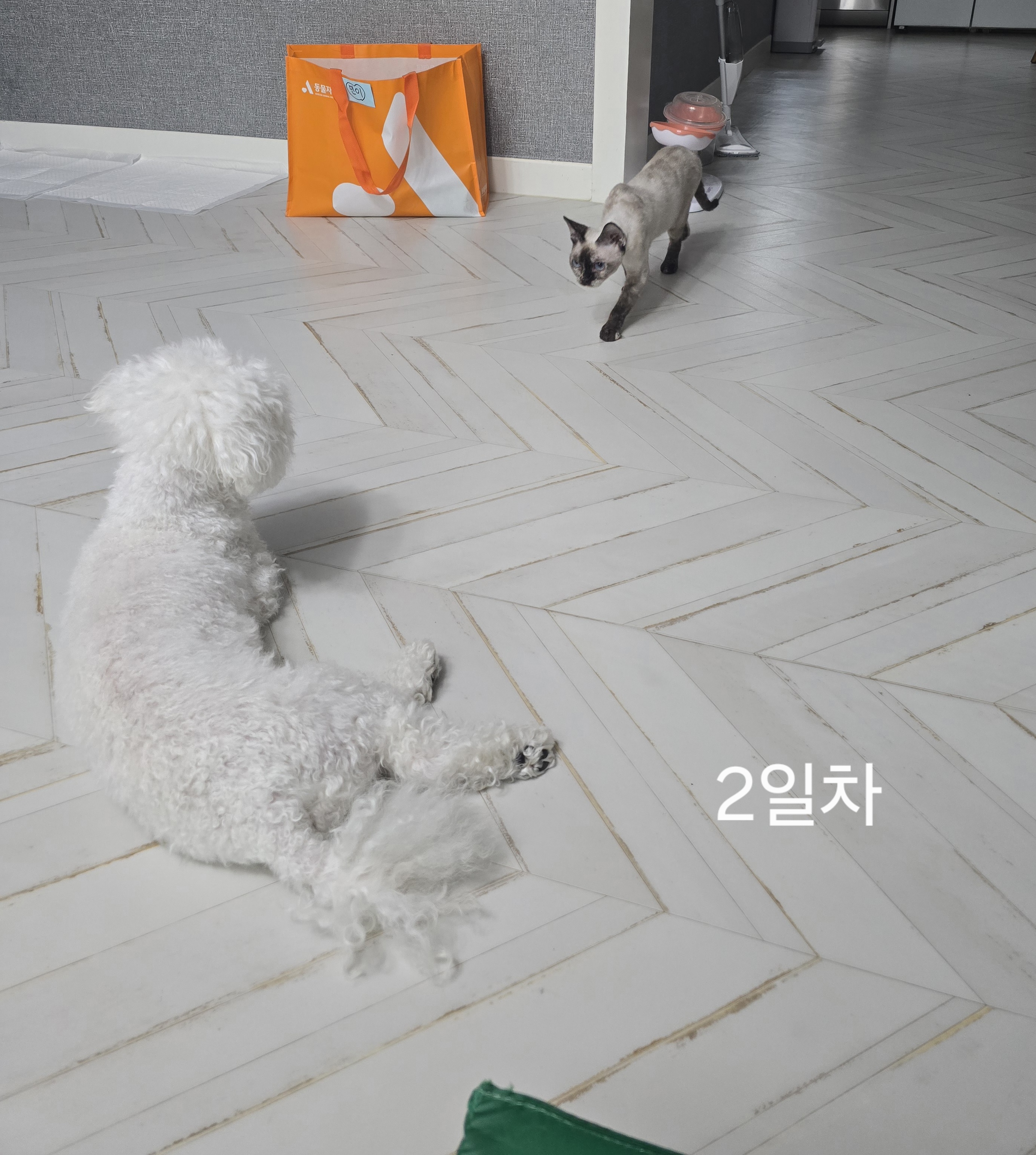 바다된 던이의 입양 일주일