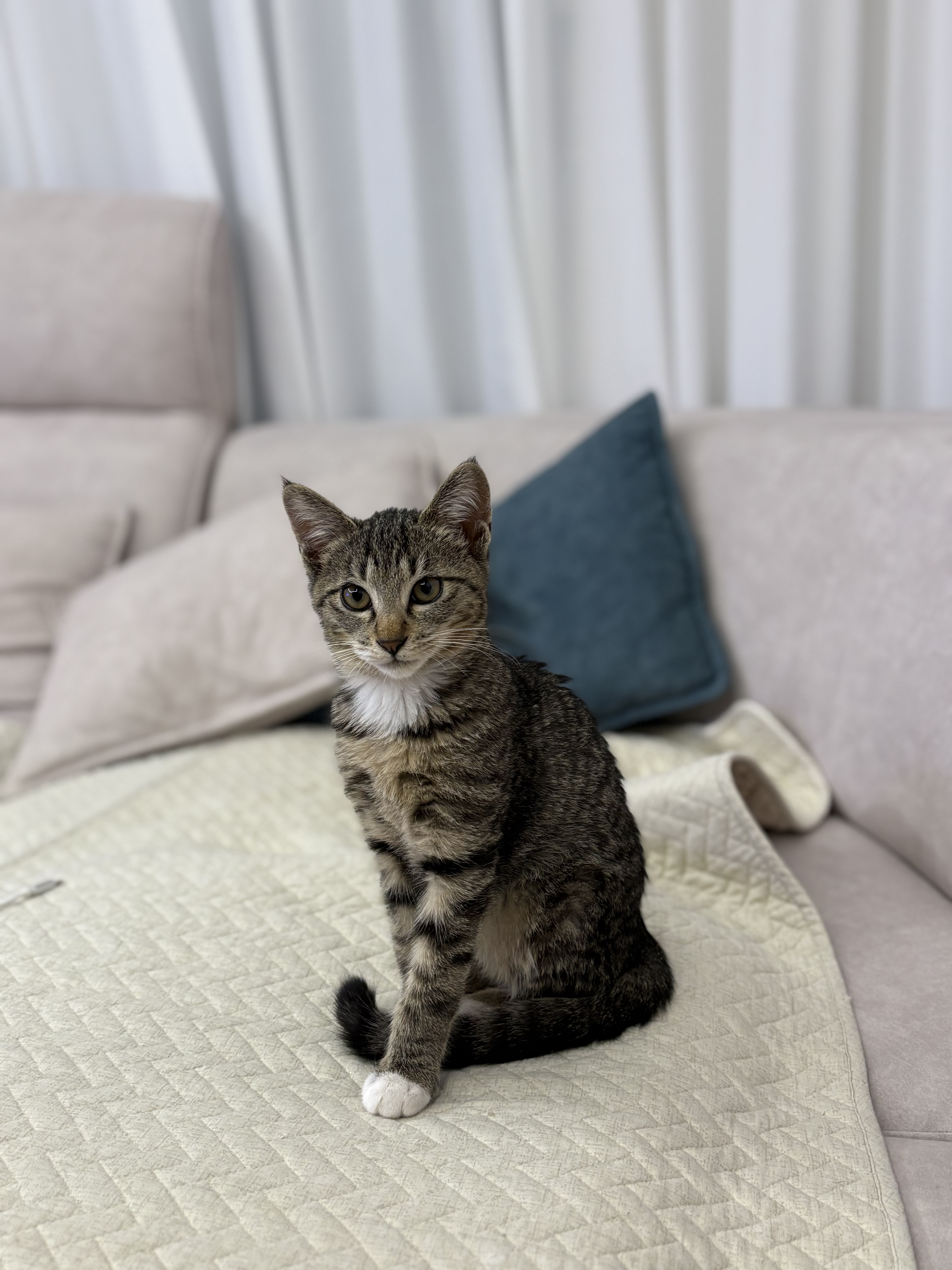 진하리 (구 애옹이) 입양 1개월차 후기 입니다!