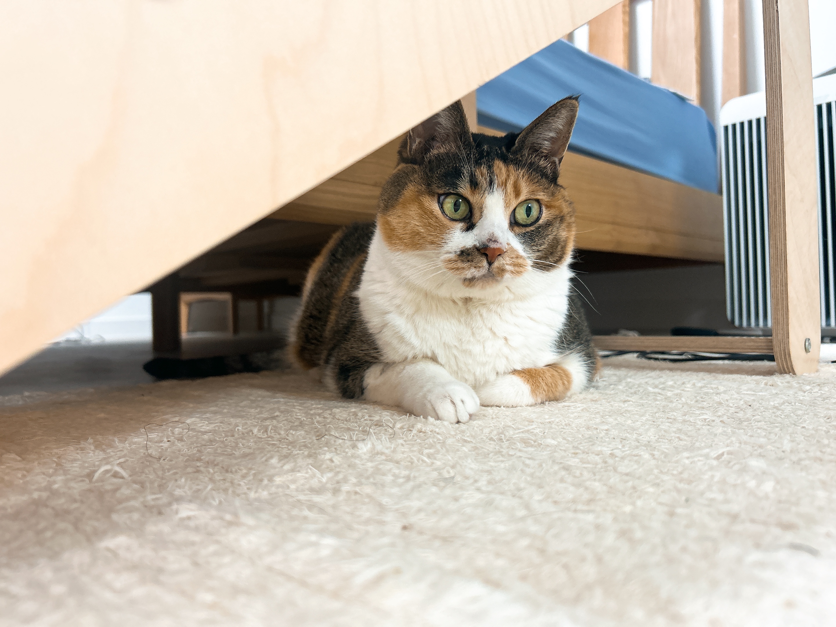 샹떼와 두 번째 여름을 나고 있습니다