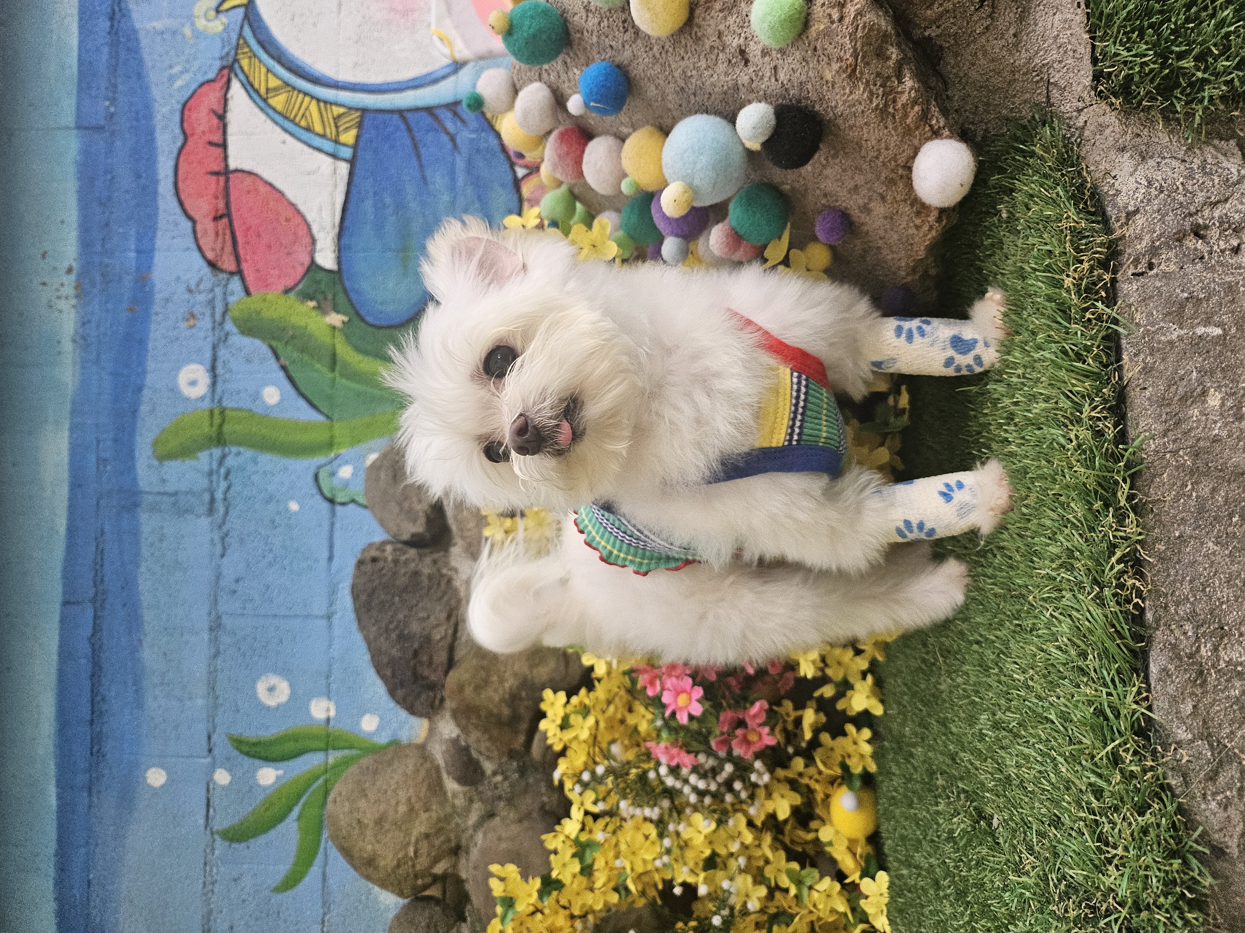 꾸미(익준이) 잘 있습니다 :)