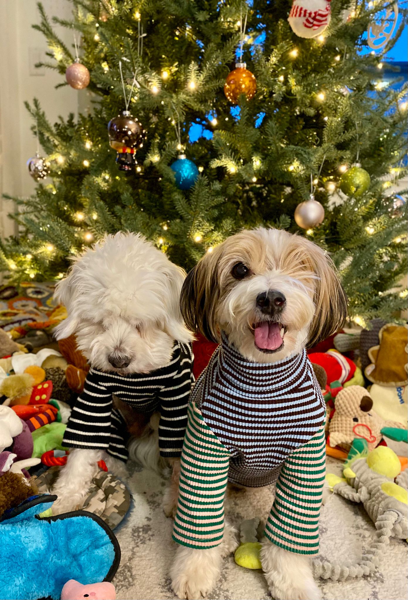 [해외입양] 캐나다 밴쿠버에서 전해온 '다정이' 소식💌