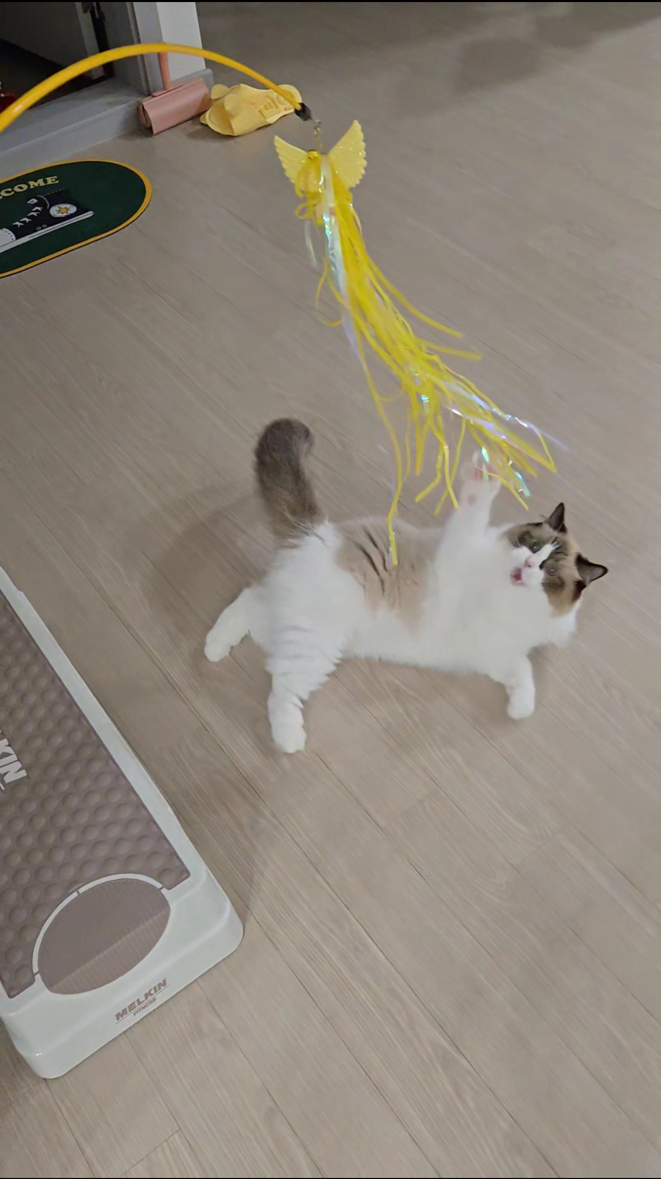 미야오(마시) 입양 : 1주일 차