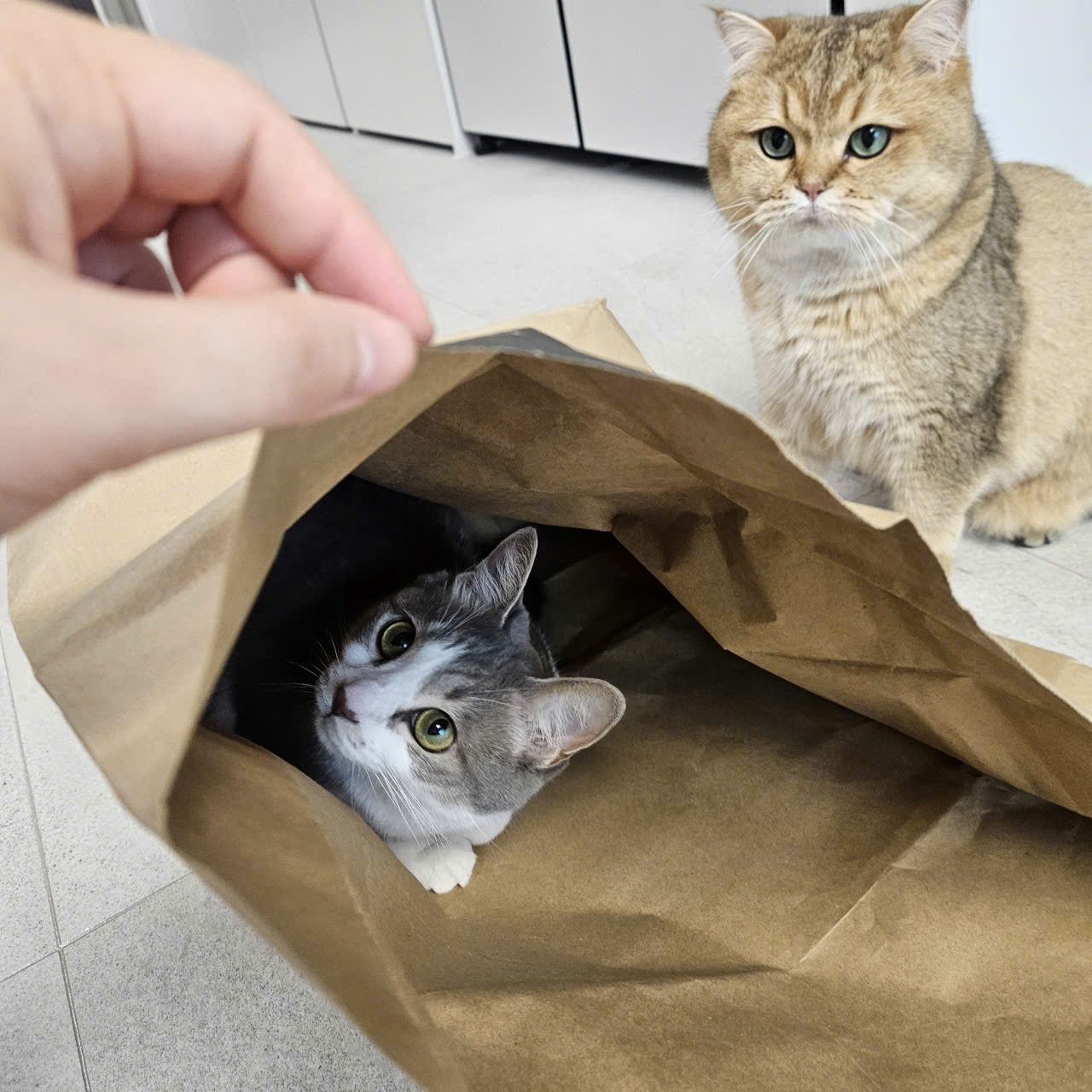우리집 마스코트가 된 마루