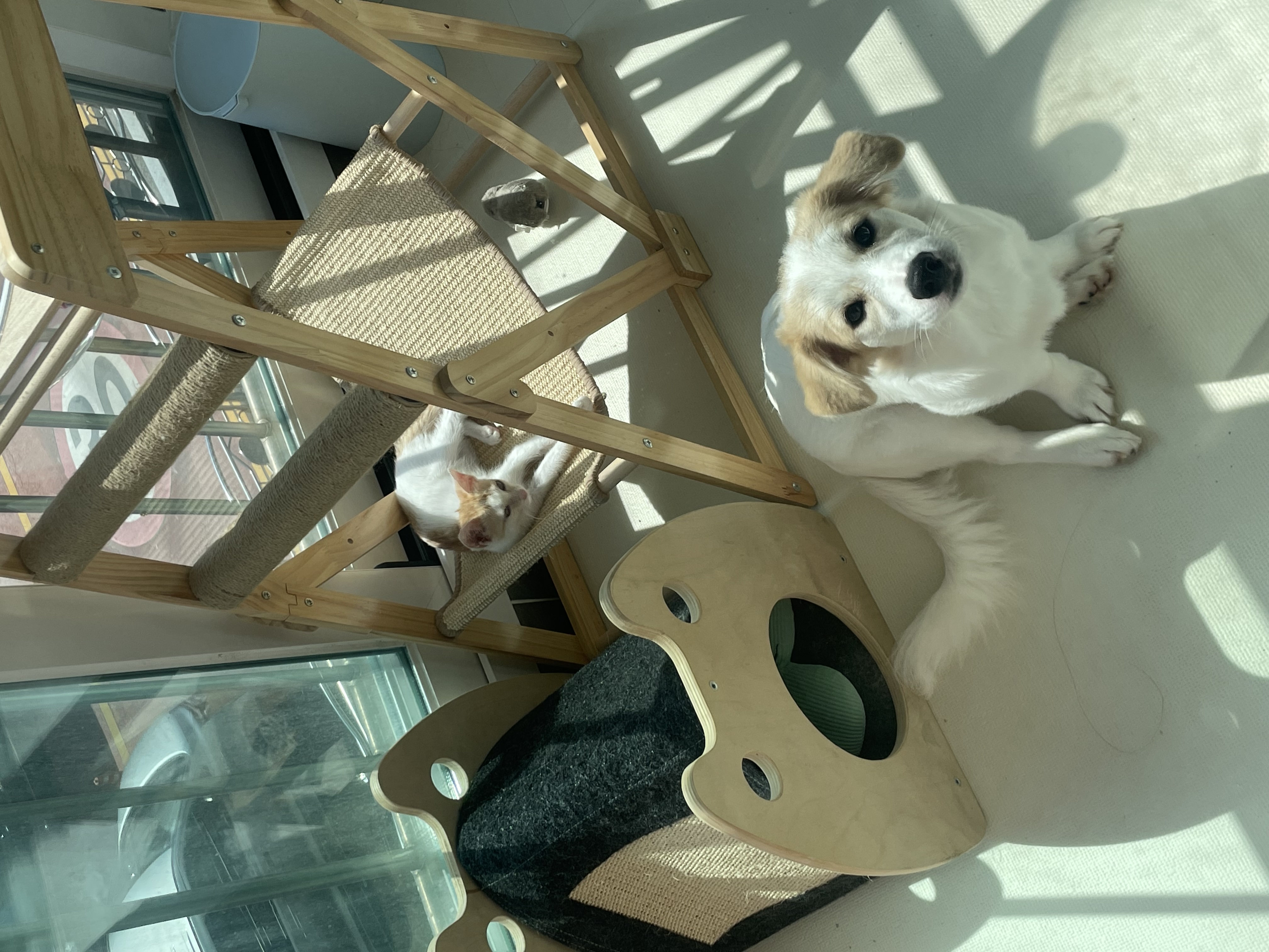 만복(모랑이) 근황입니다!