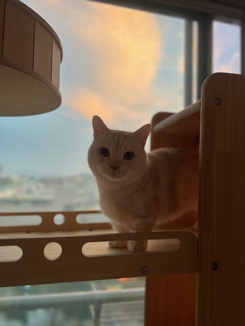 대길이(숀다) 3개월 후기