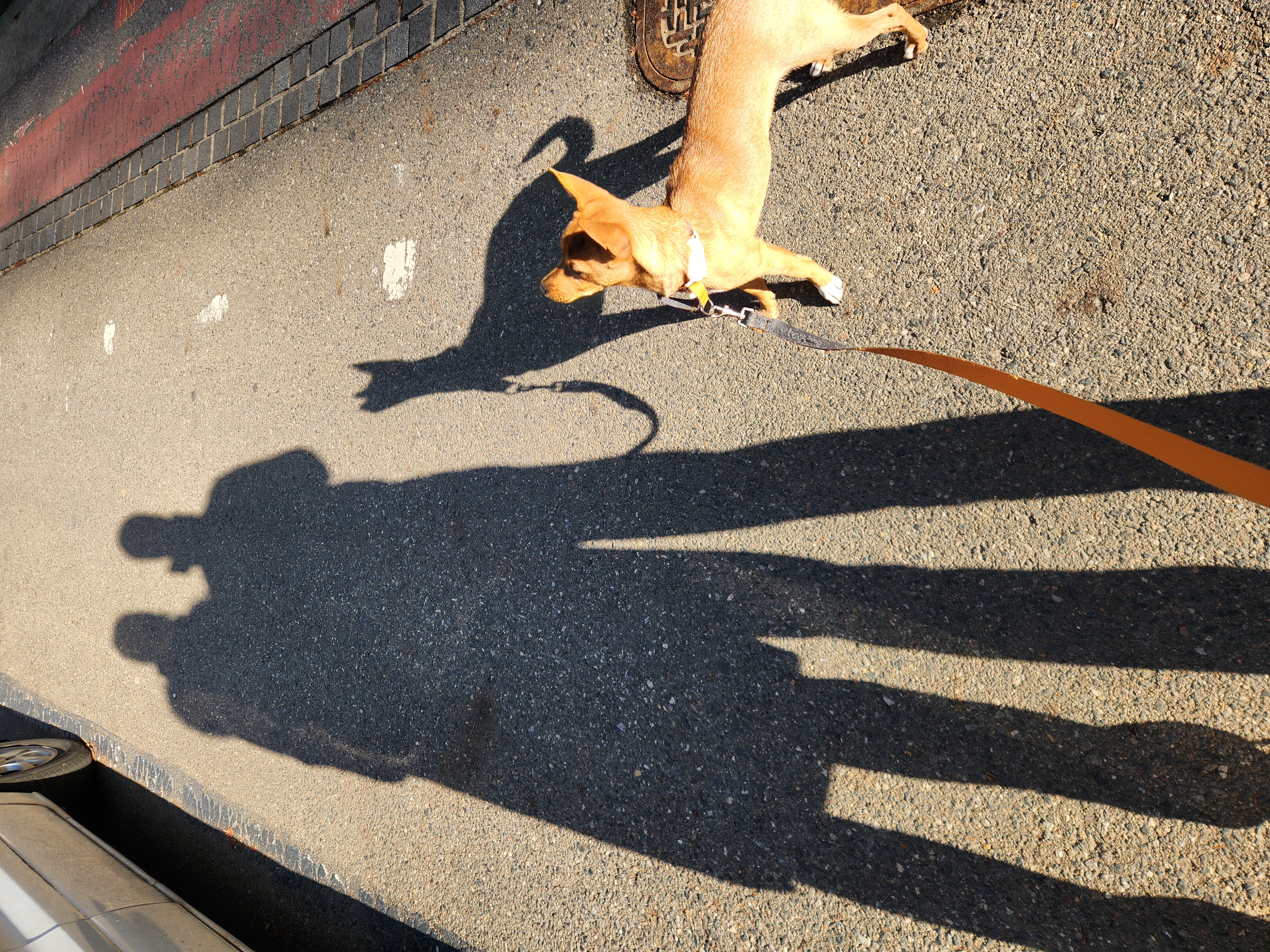 수온(구.다다) 입양 3개월, 생후 5개월 모습