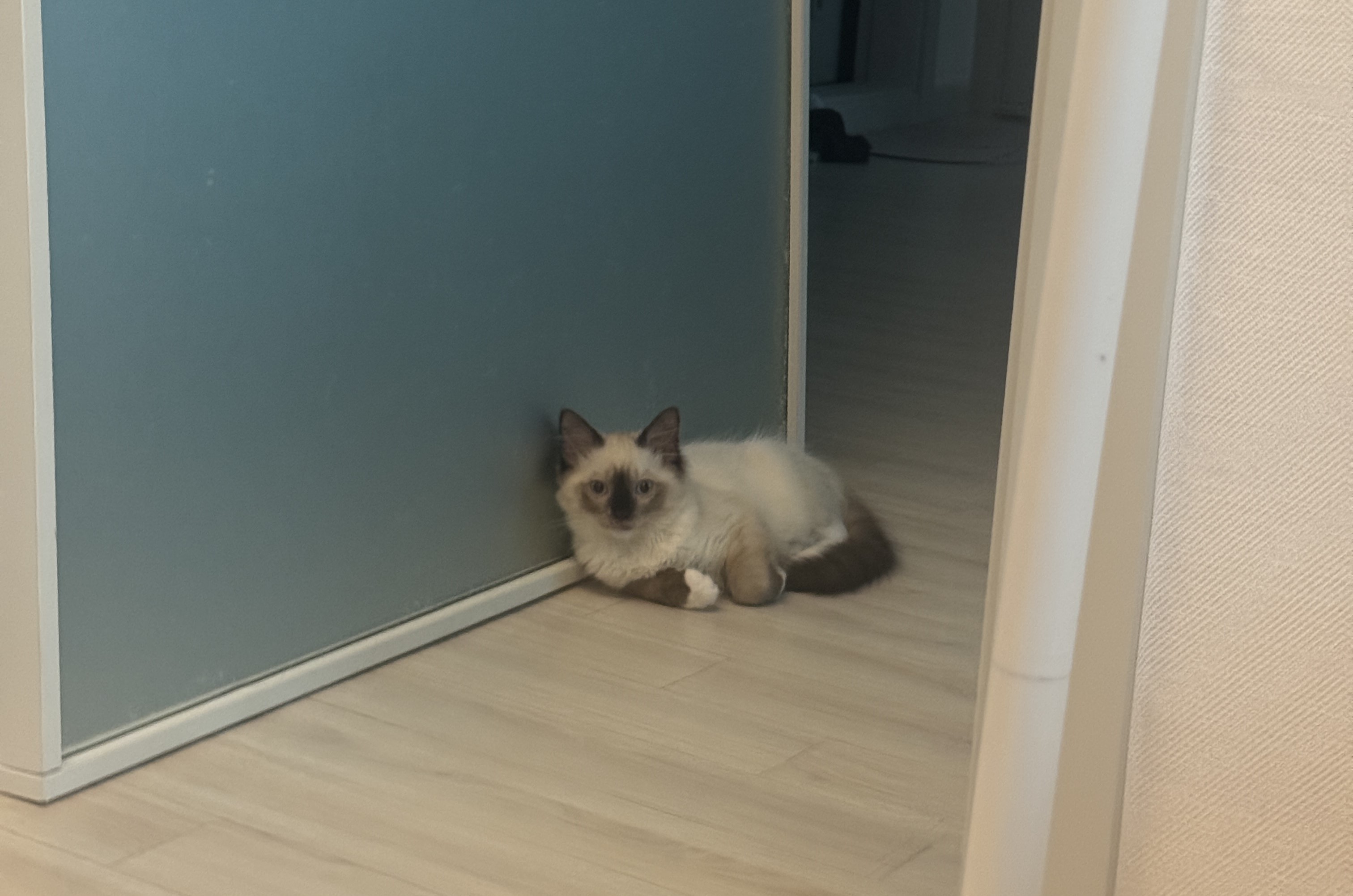 탄코(울산 구조묘 동오)와 함께한 한달