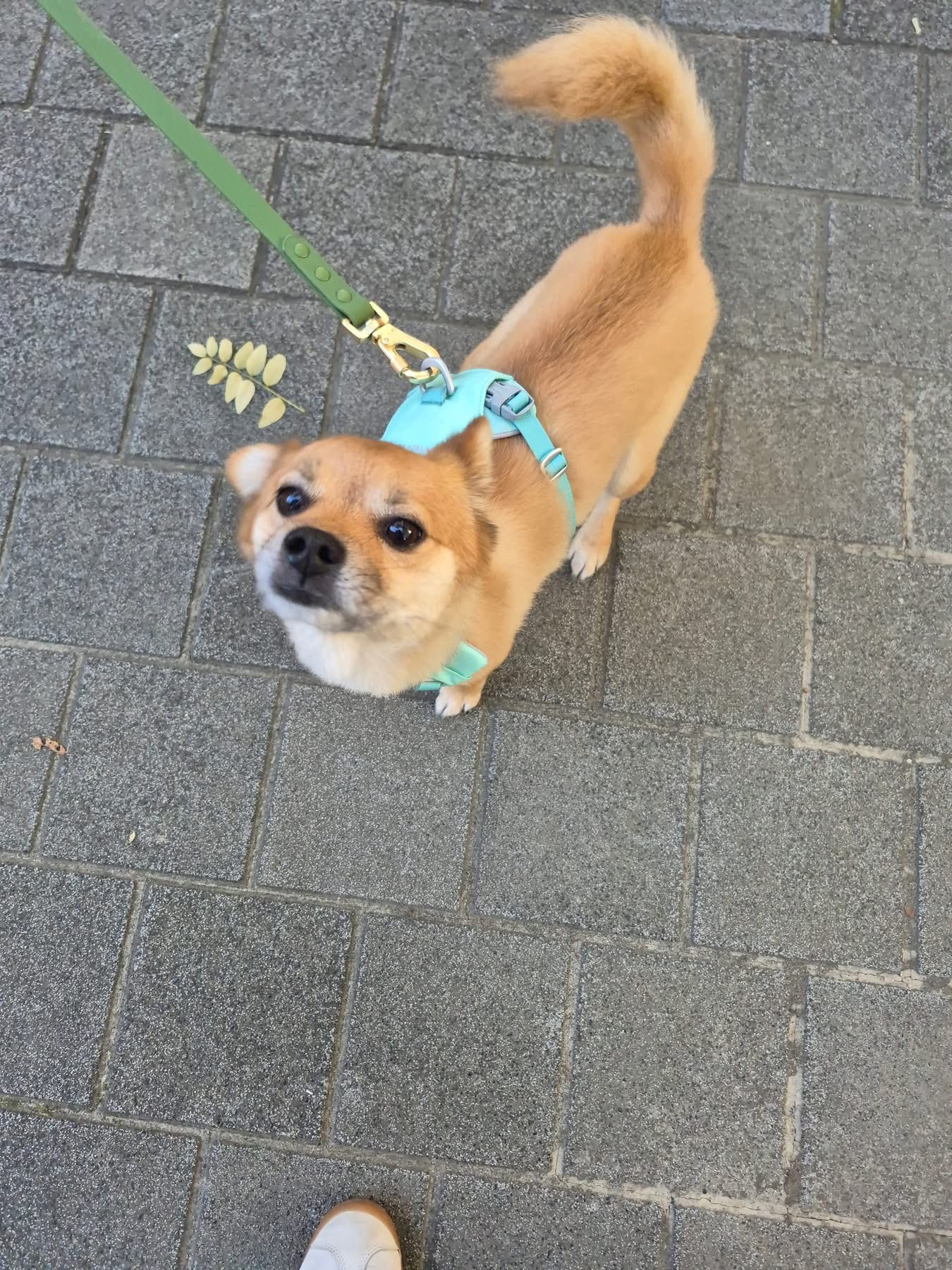 [해외입양] 캐나다 토론토에서 전해온 '달님이' 소식💌