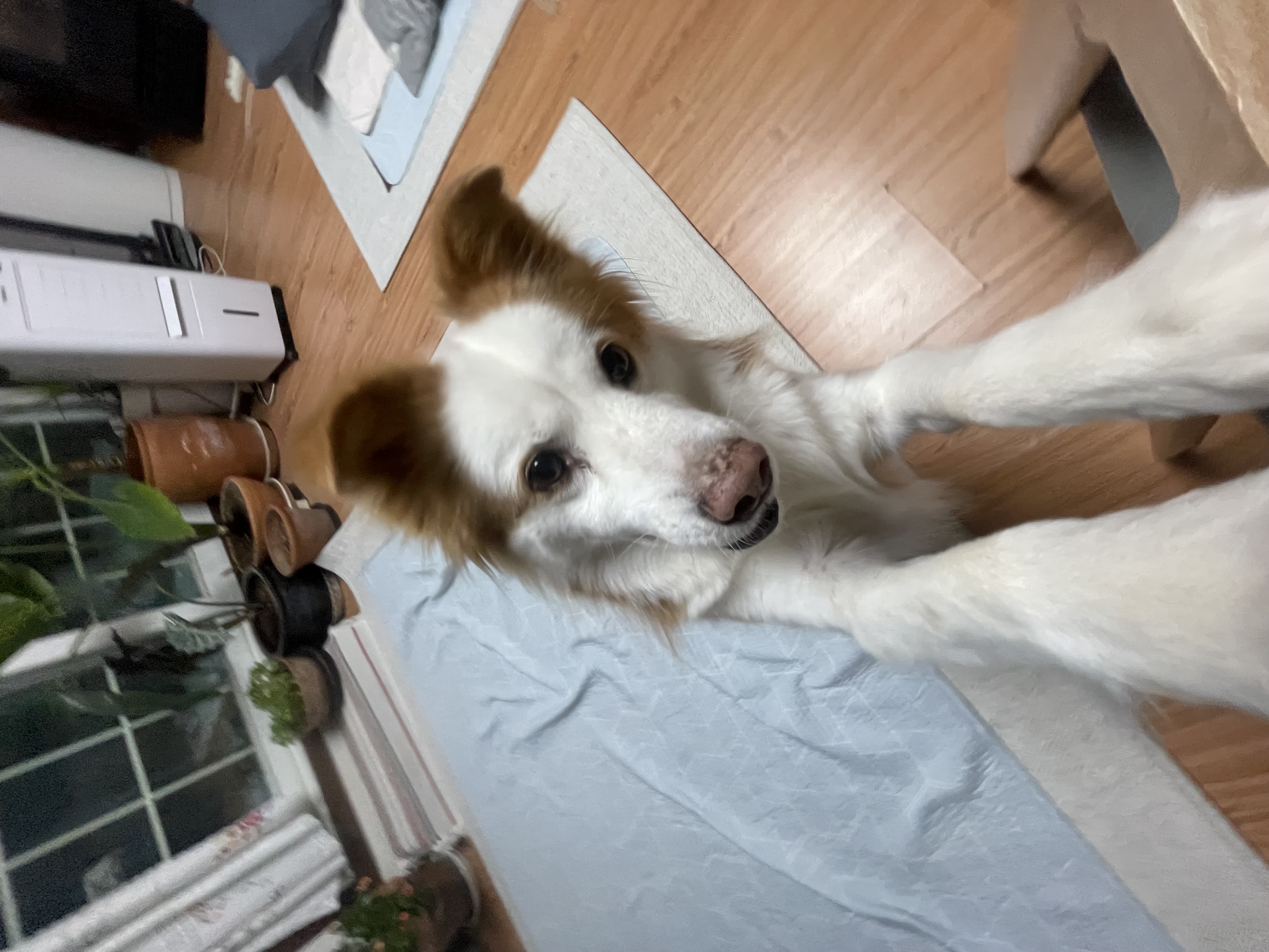 룽지의 4년째의 이야기